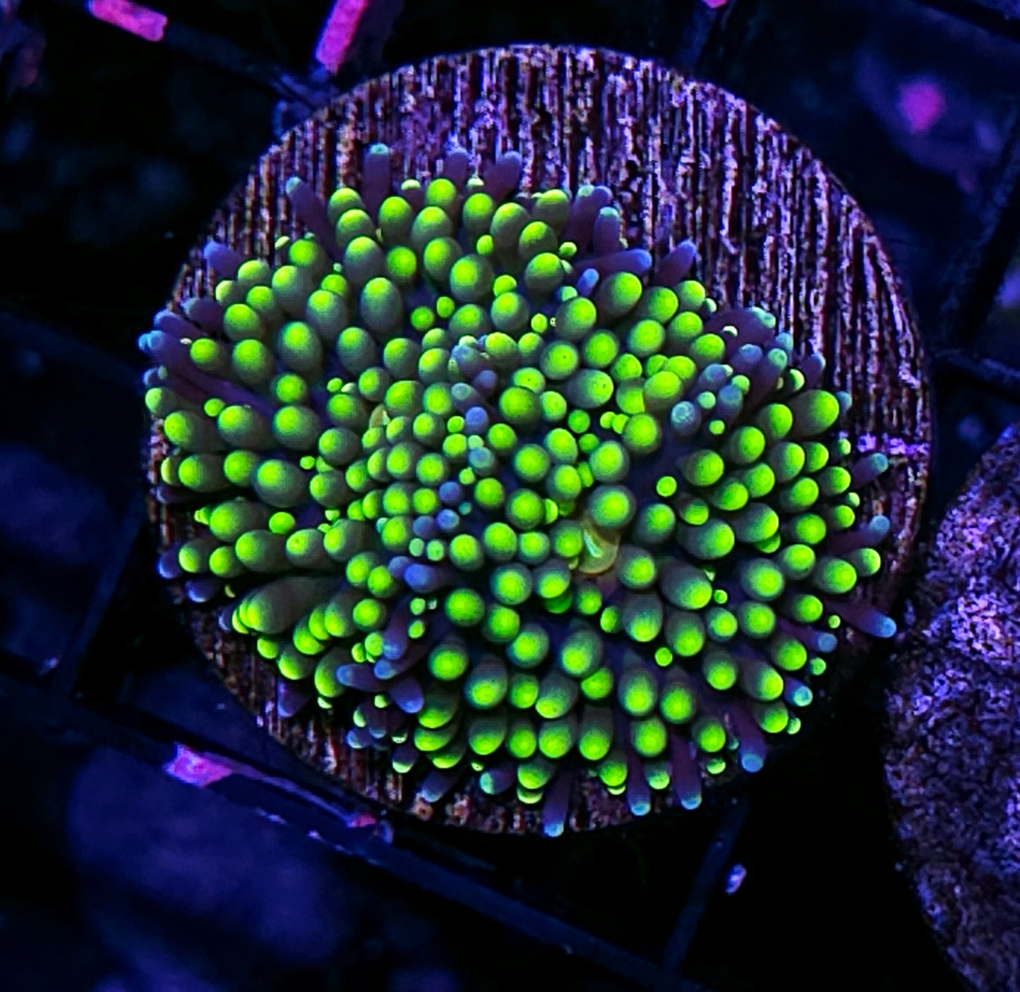 Electric Emeralds Ricordea