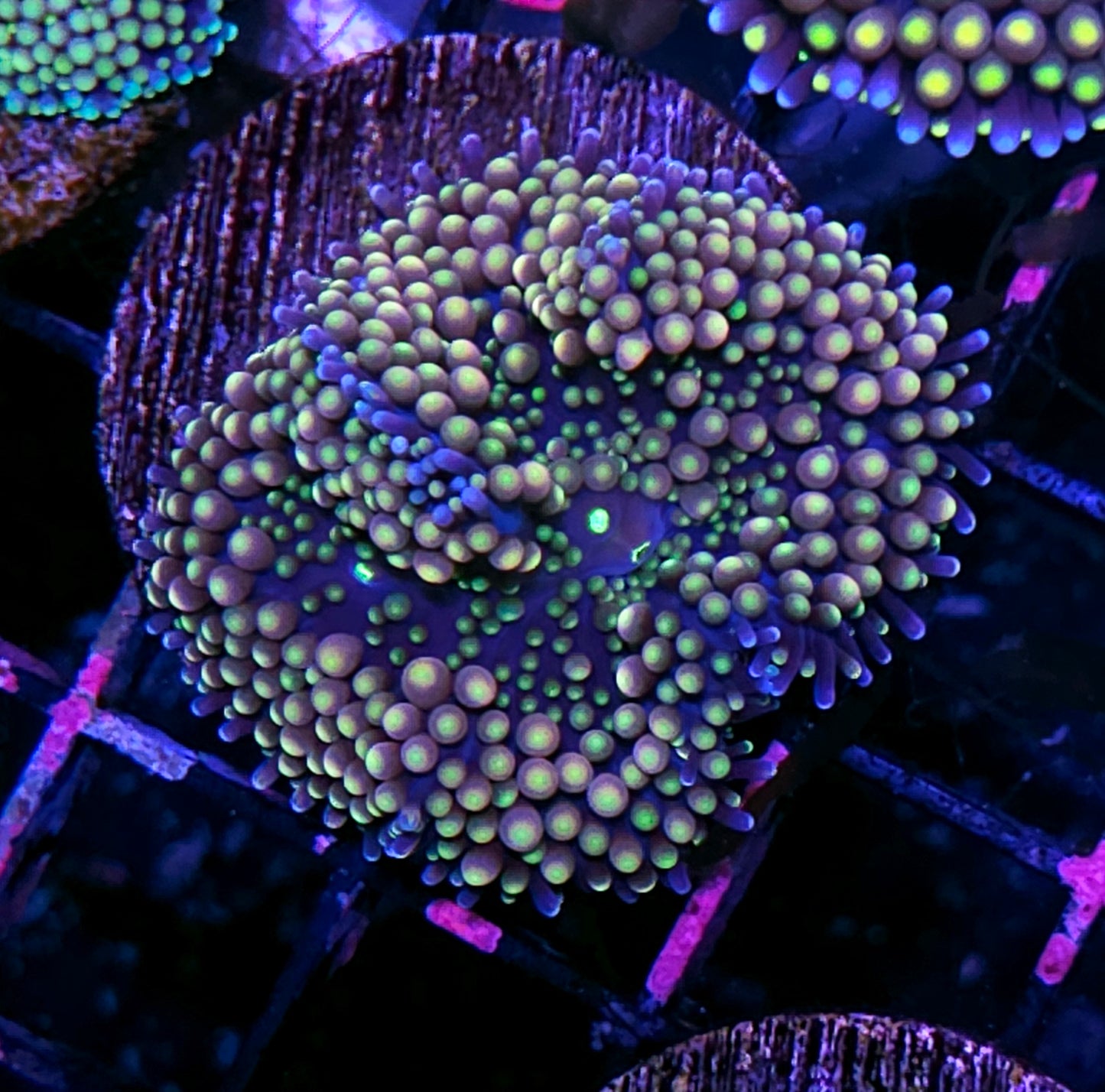 Discoball Ricordea