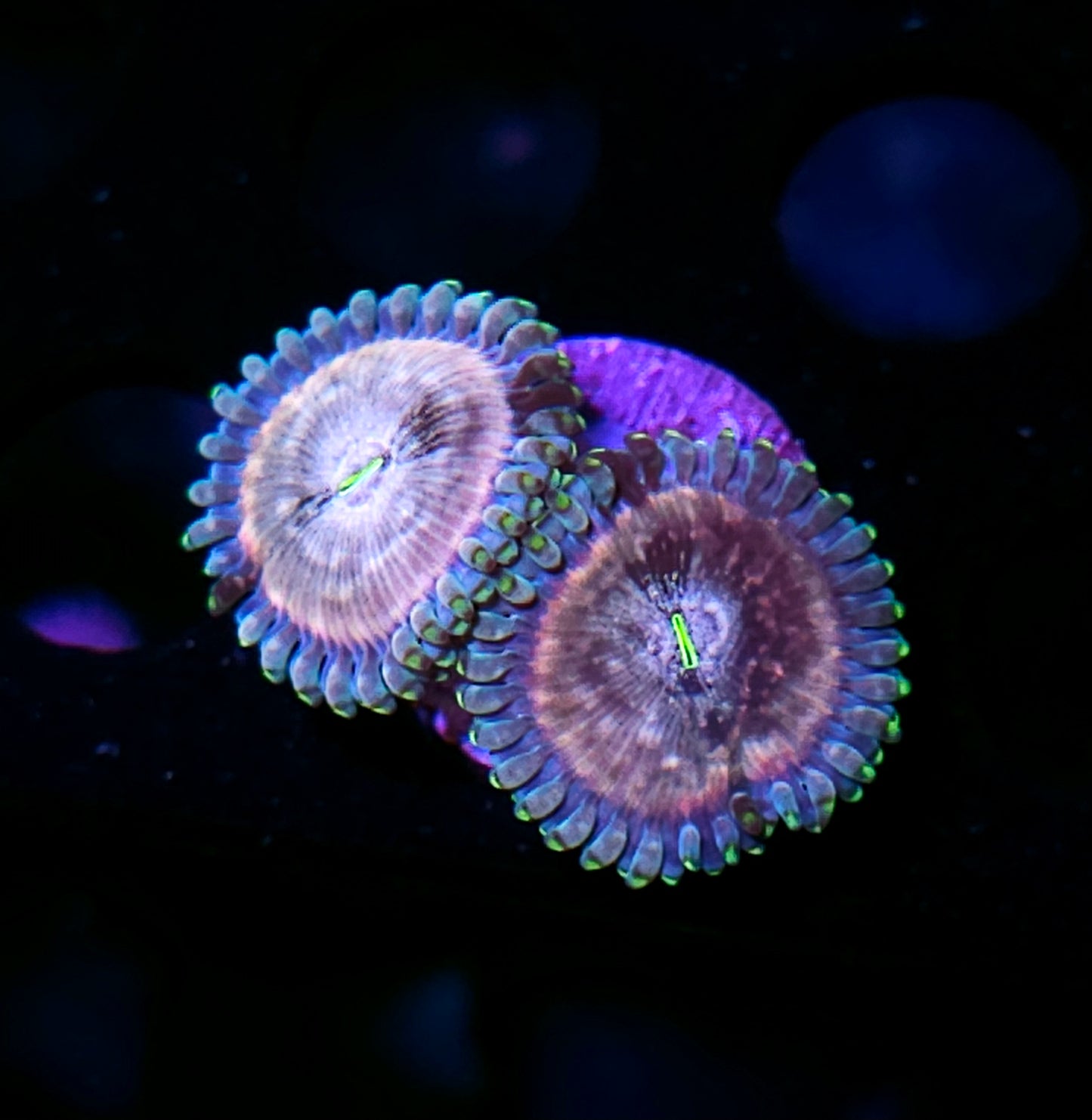 Space Chaos Zoas