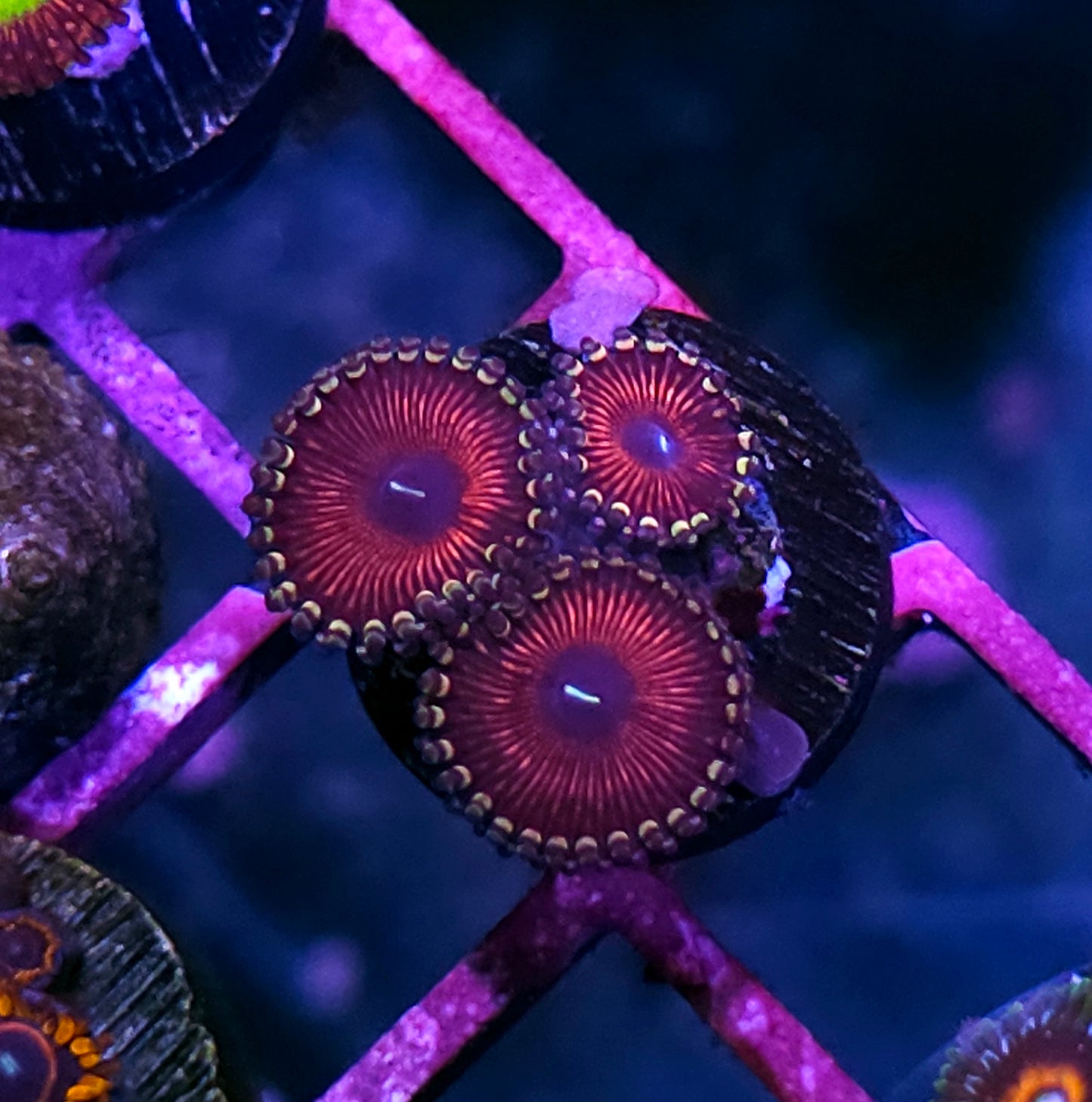 Torture Chamber Zoas