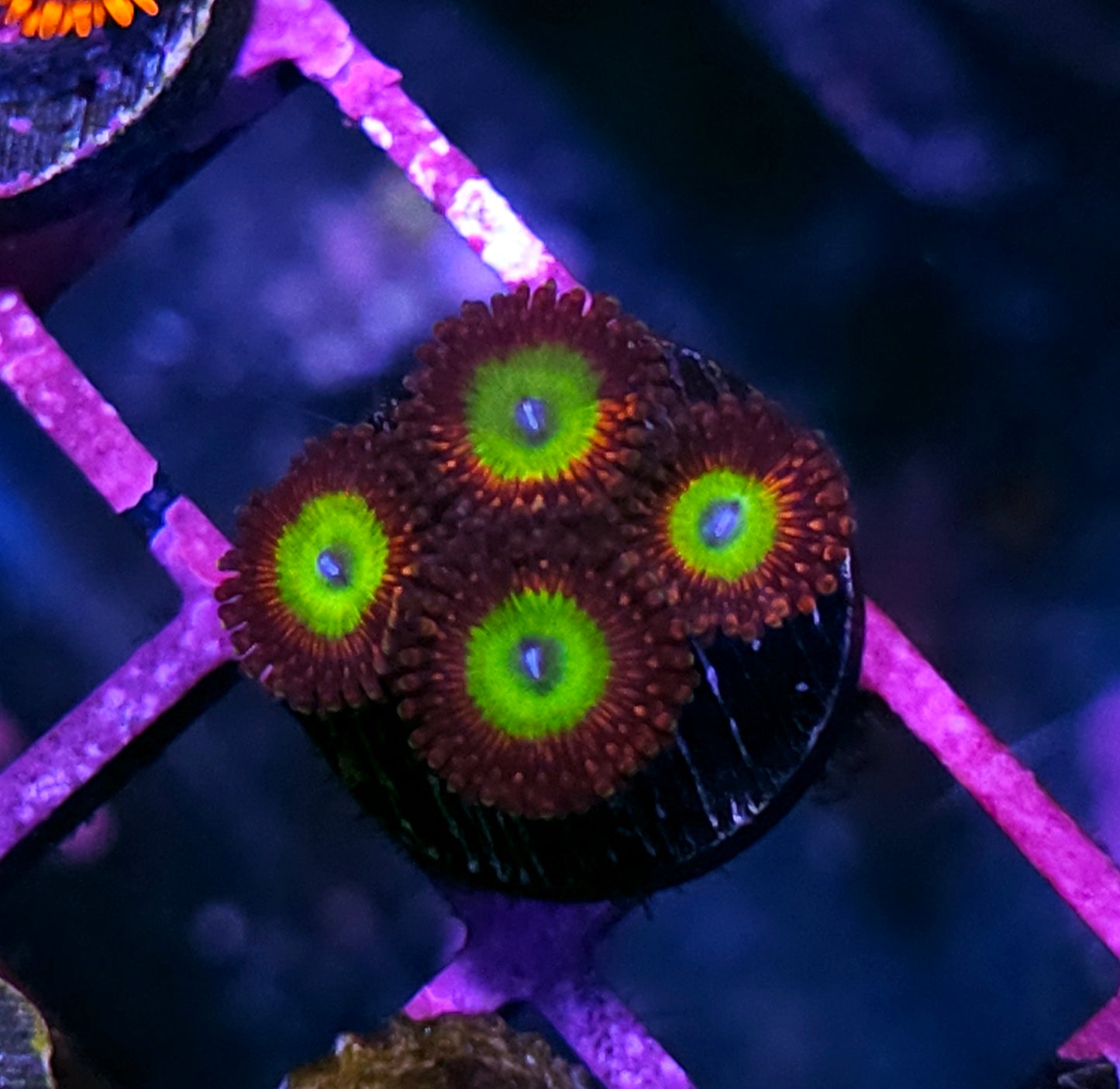 Candy Apple Red Zoas