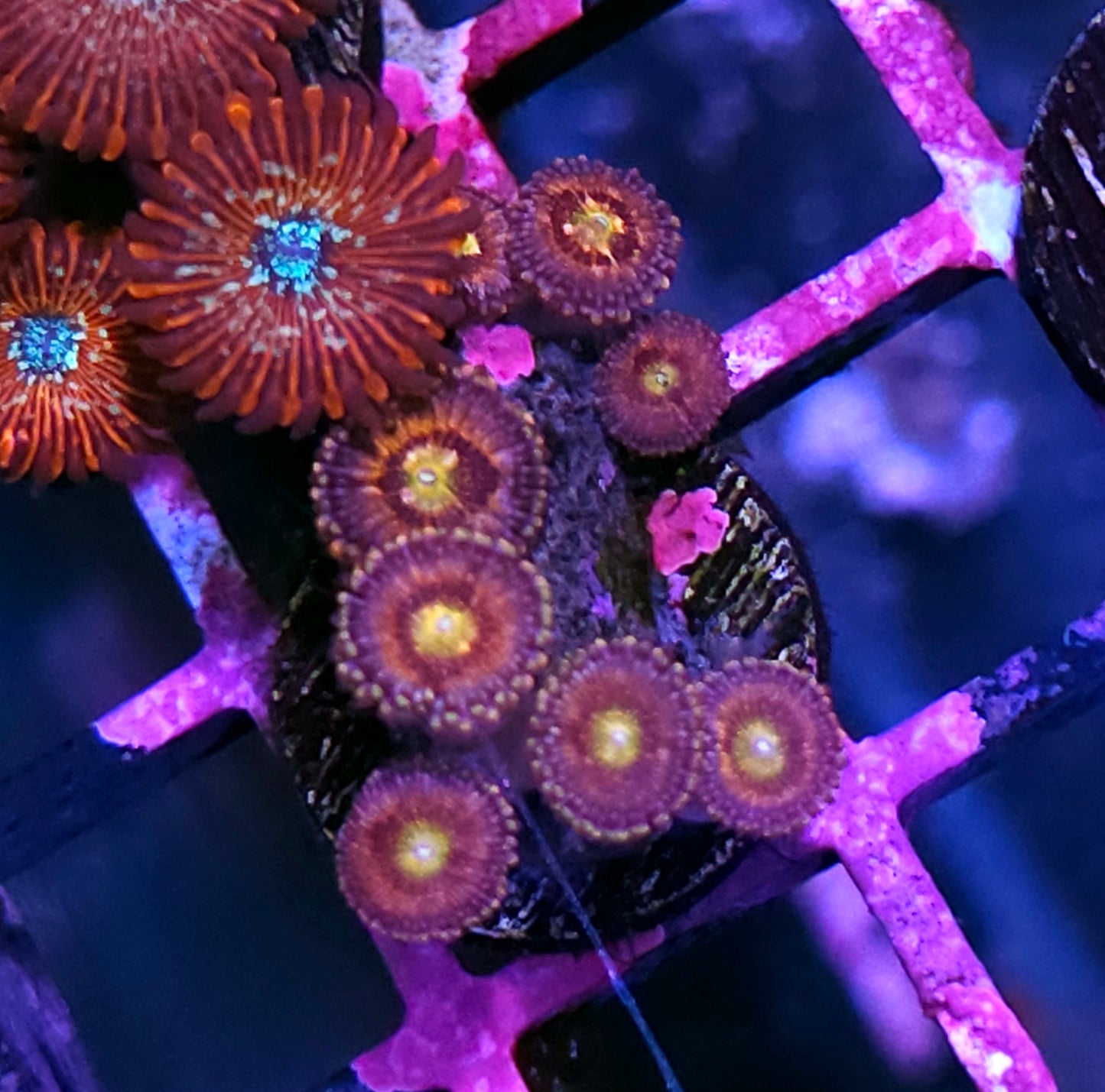 Kabuki Zoas