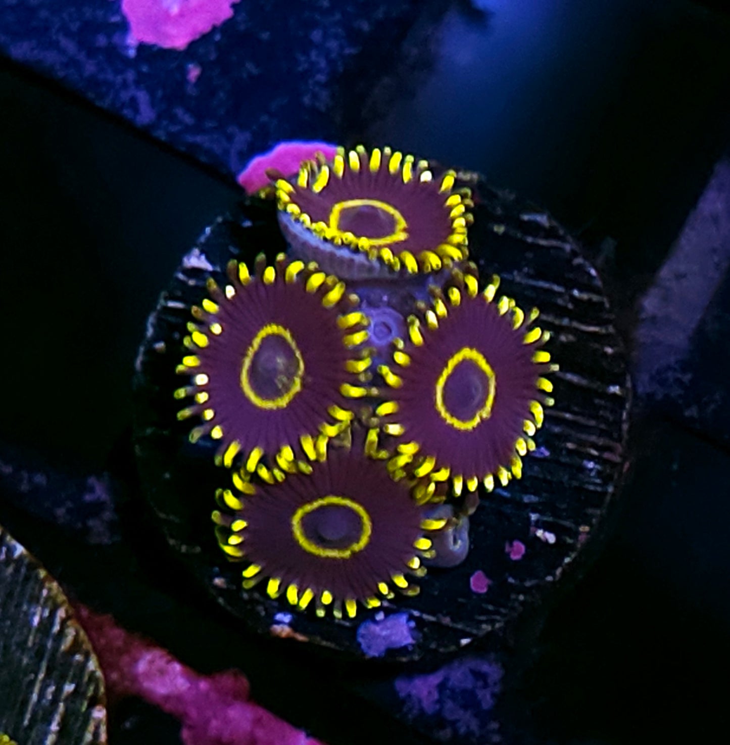 Purple Hornet Zoas