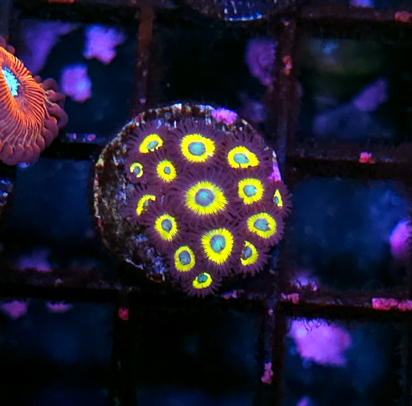 Snap Dragon Zoas