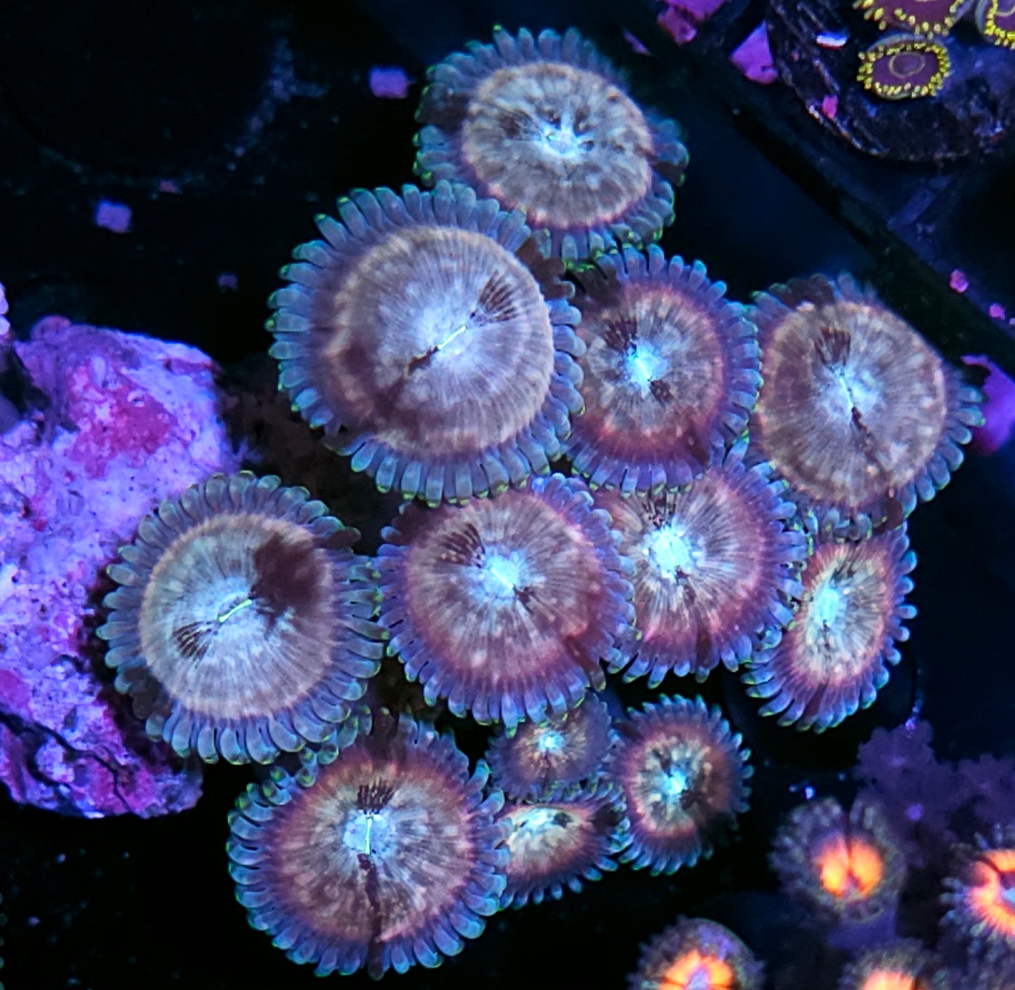 Space Case Zoa Colony