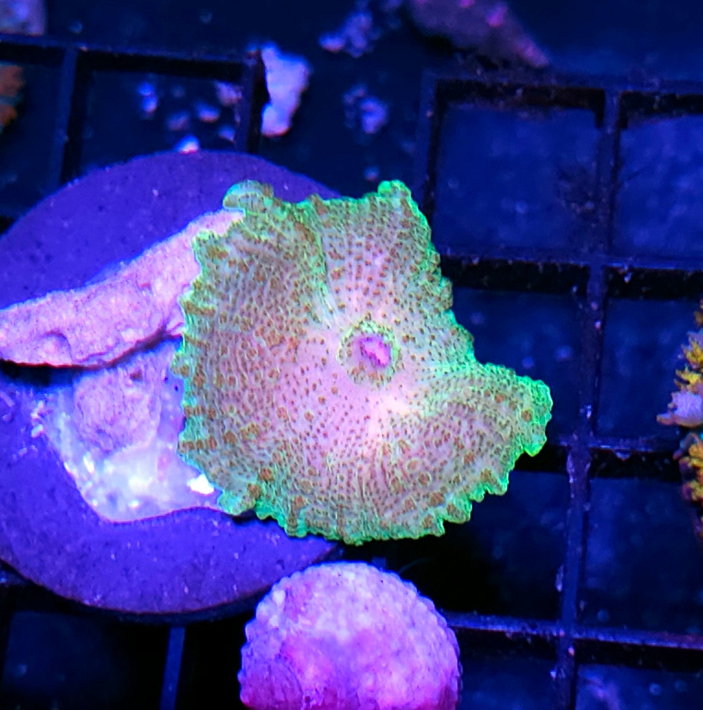 Funky Neglecta Umbrella Mushroom
