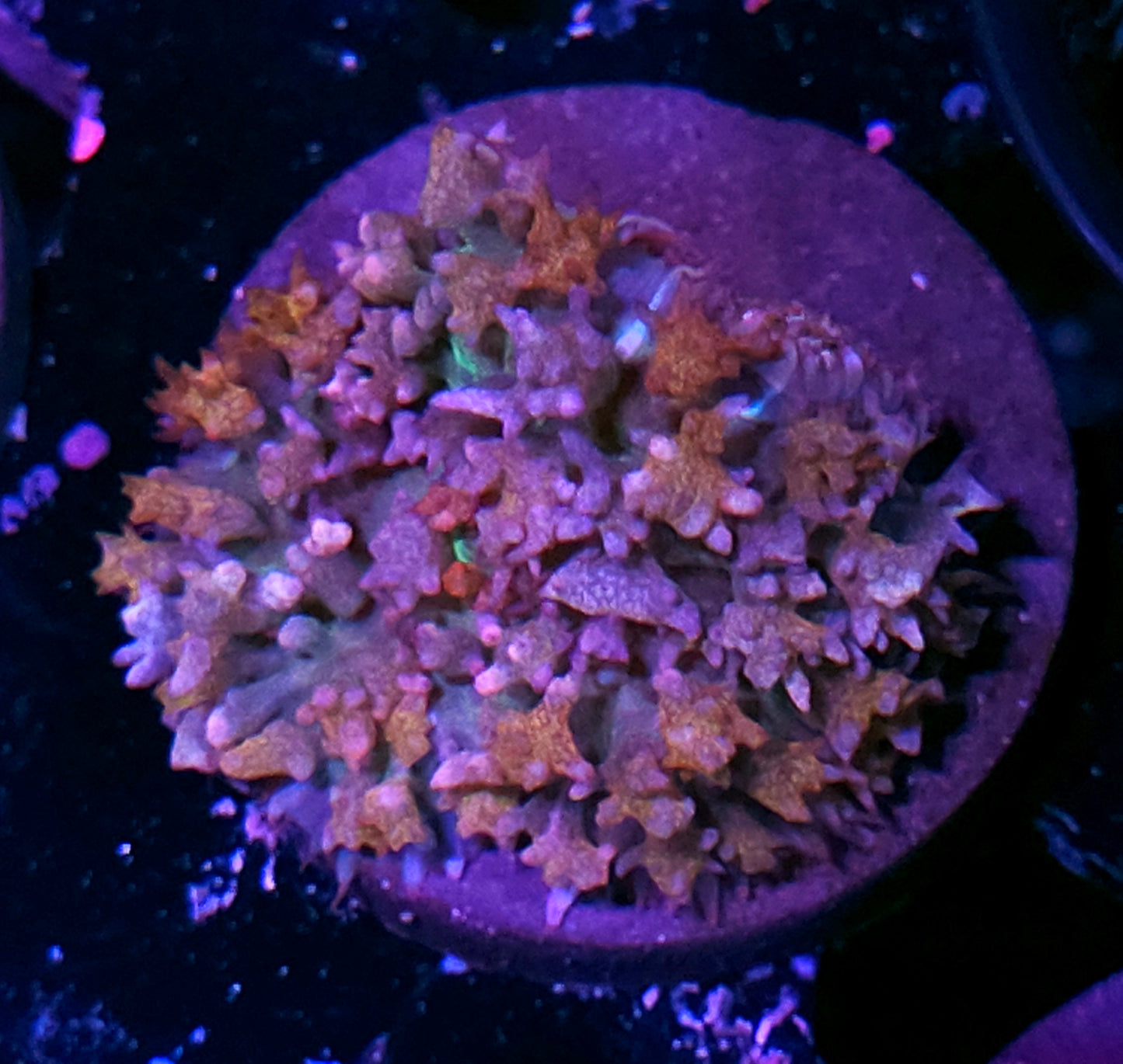 Ultron St Thomas Mushroom