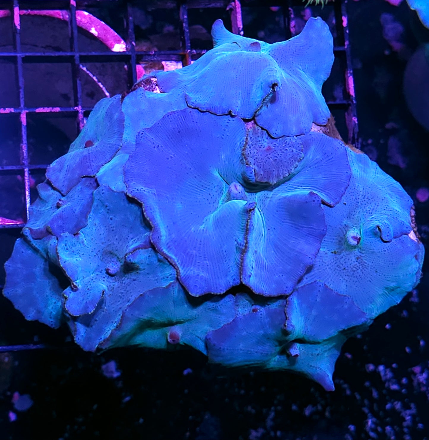 6" Turquoise Velvet Mushroom Colony