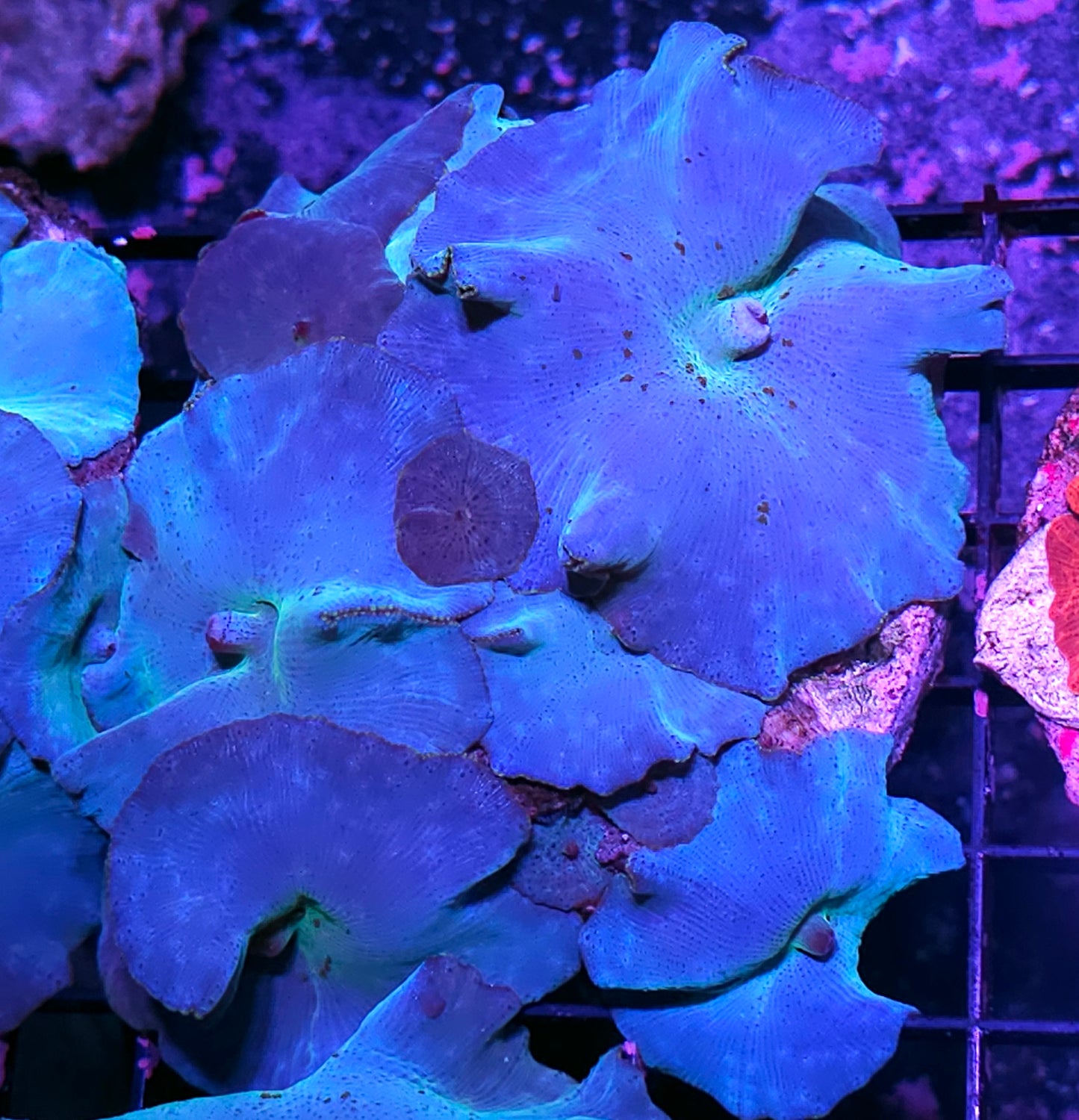 6"Turquoise Velvet Mushroom Colony