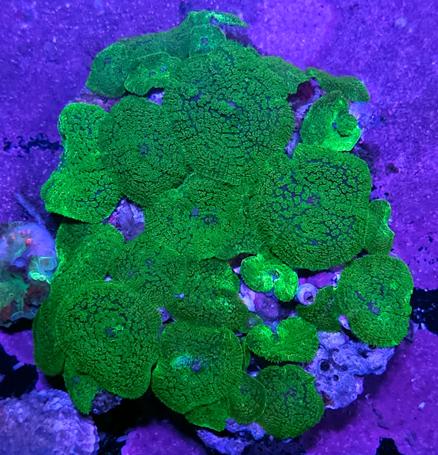 6" Kryptonite Gumdrop Mushroom Colony
