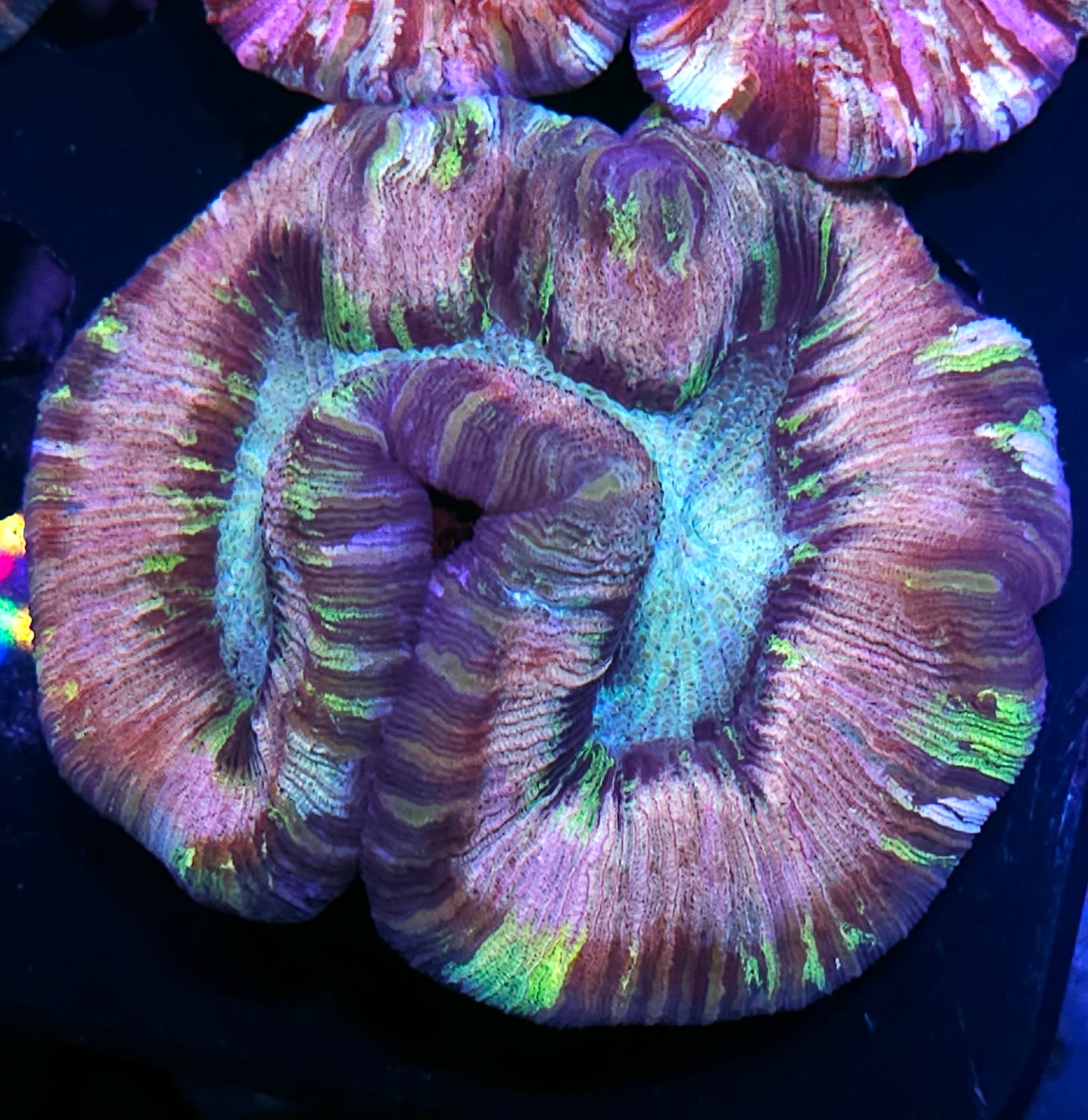 Supreme Rainbow Wellsophyllia