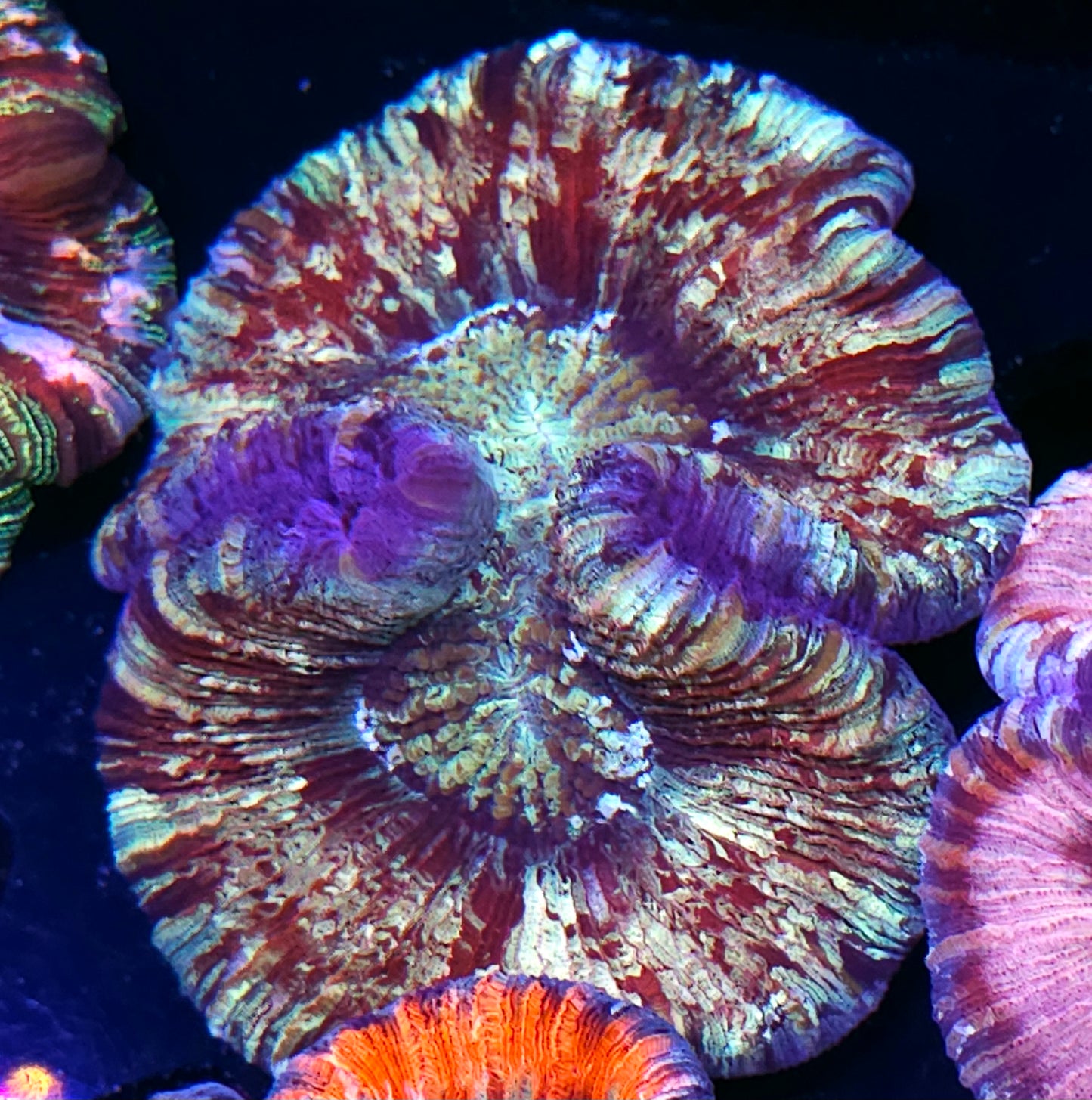 Atomic Bomb Wellsophyllia
