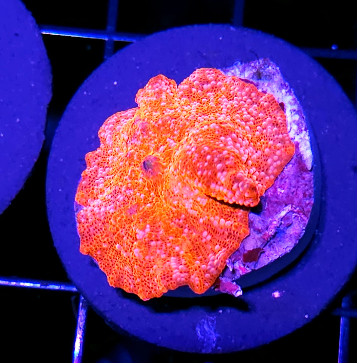 Red Devil Mushroom (But Mango colored)