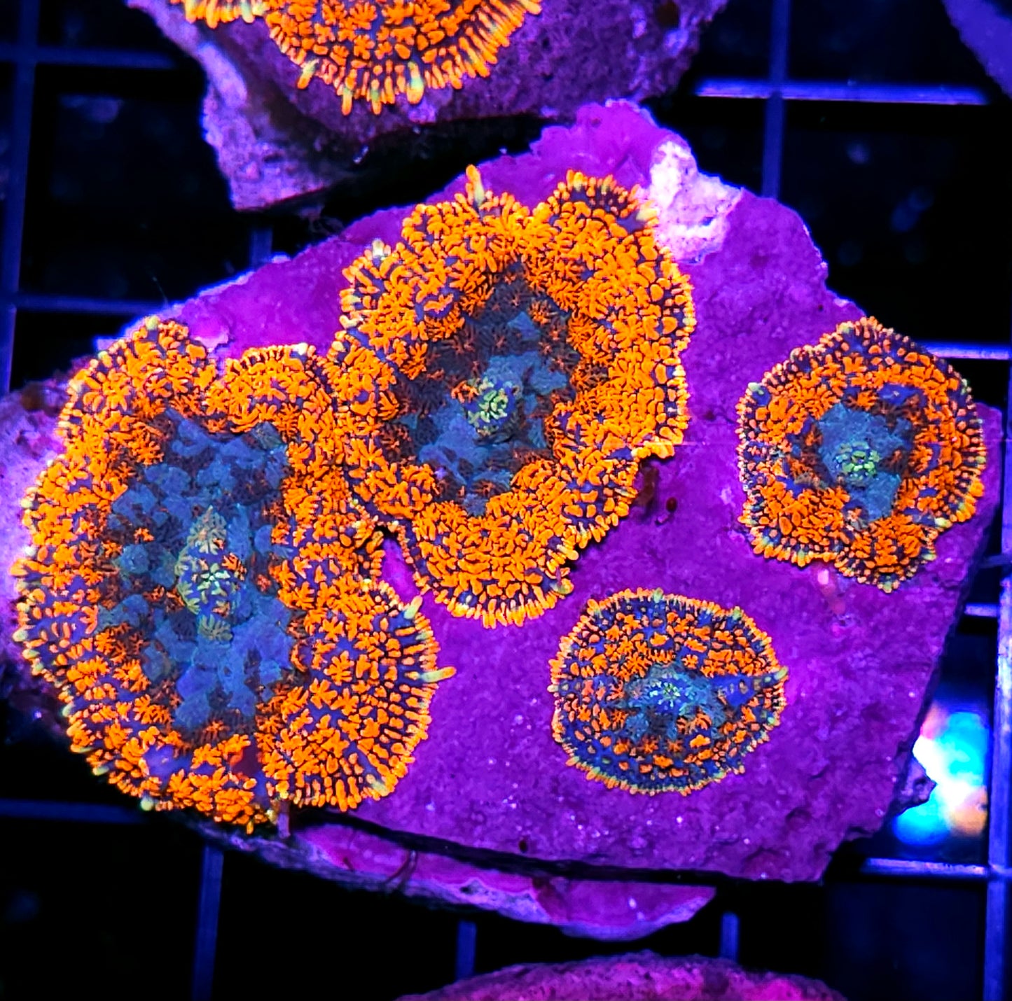 Pyromania Mushroom Colony
