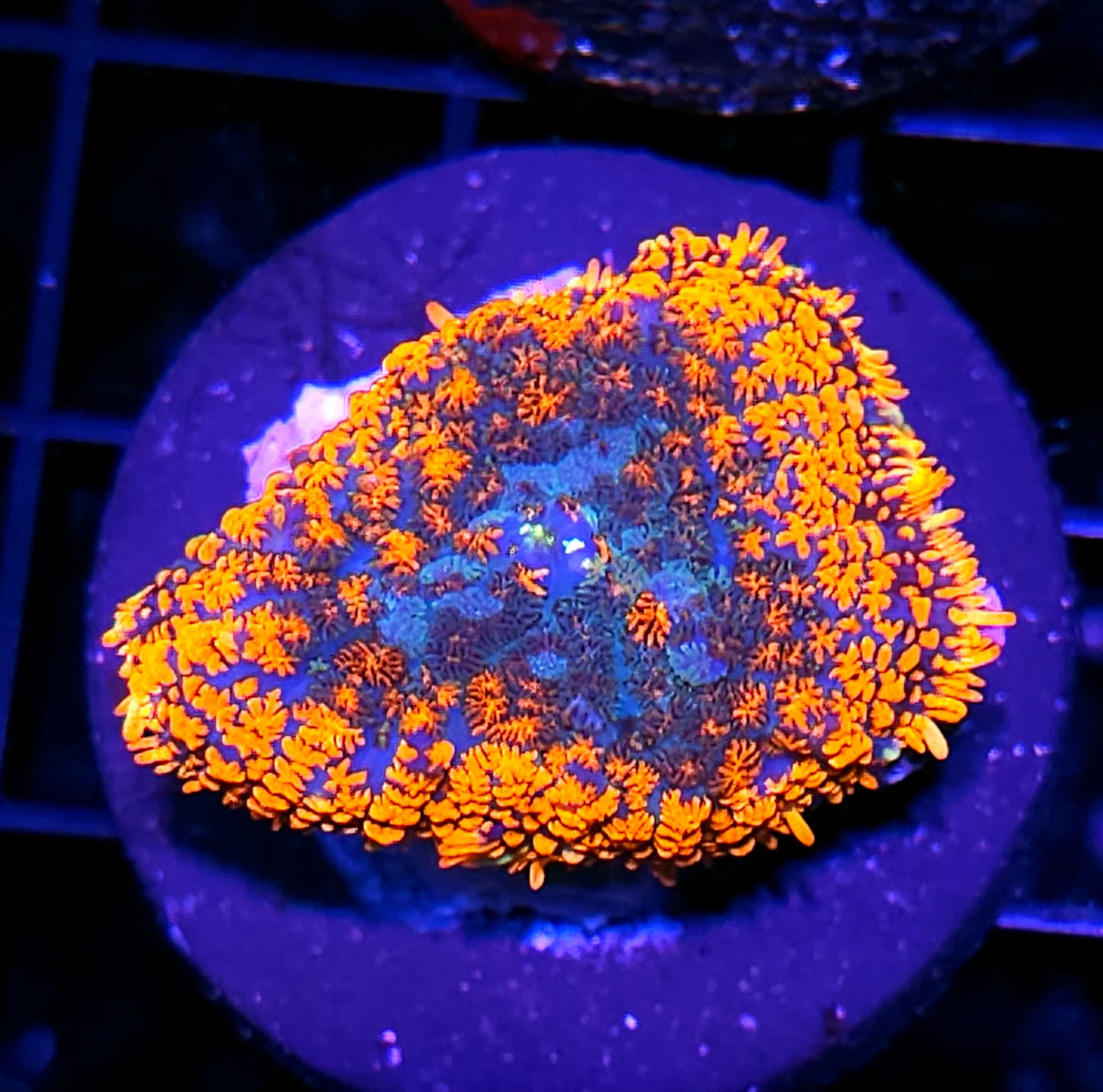 Pyromania Mushroom