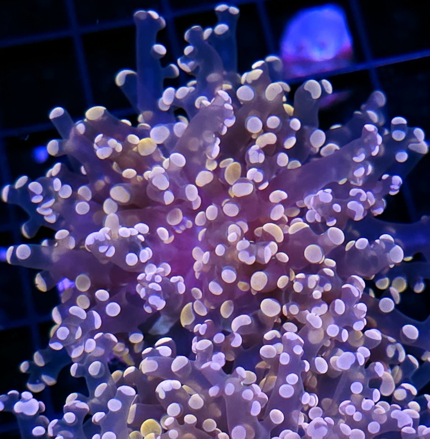 Orange Frogspawn