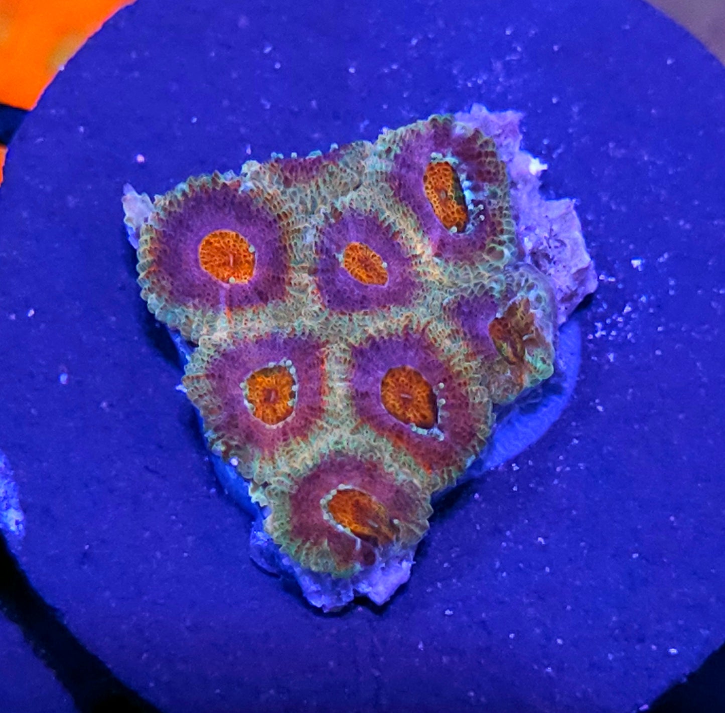 HF Love Potion Micromussa Amakusensis
