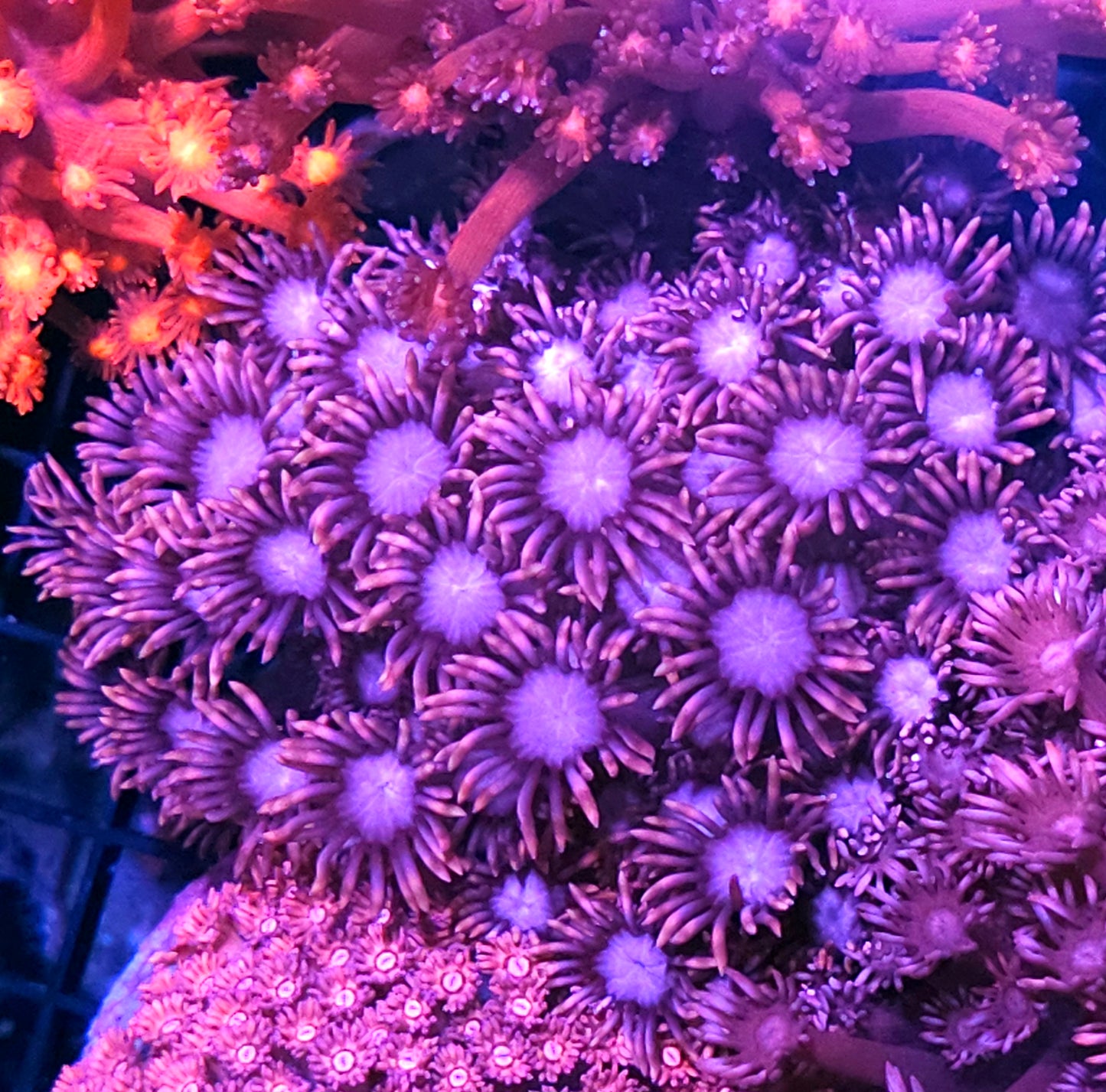 Pink Sunflowers Goniopora Colony 🤯
