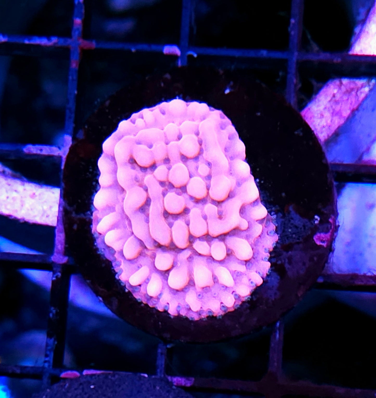 Pepto Pink Montipora