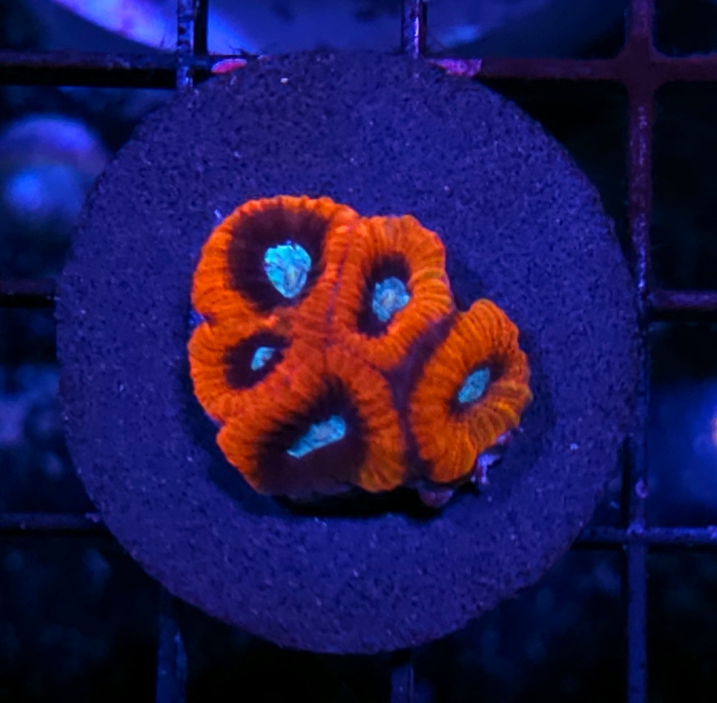 Demon Kiss Micro Favia