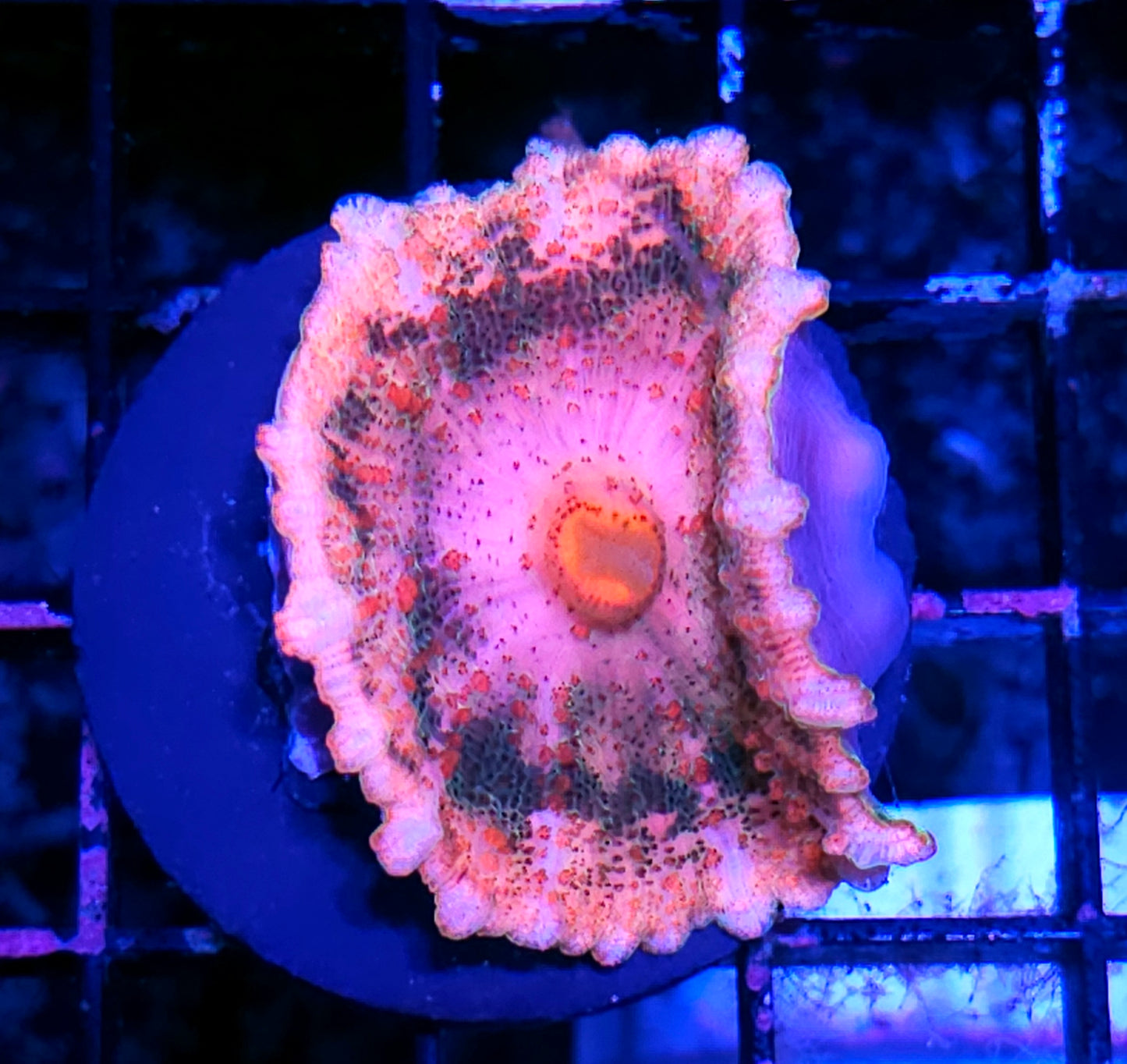 Total Insanity Neglecta Umbrella Mushroom