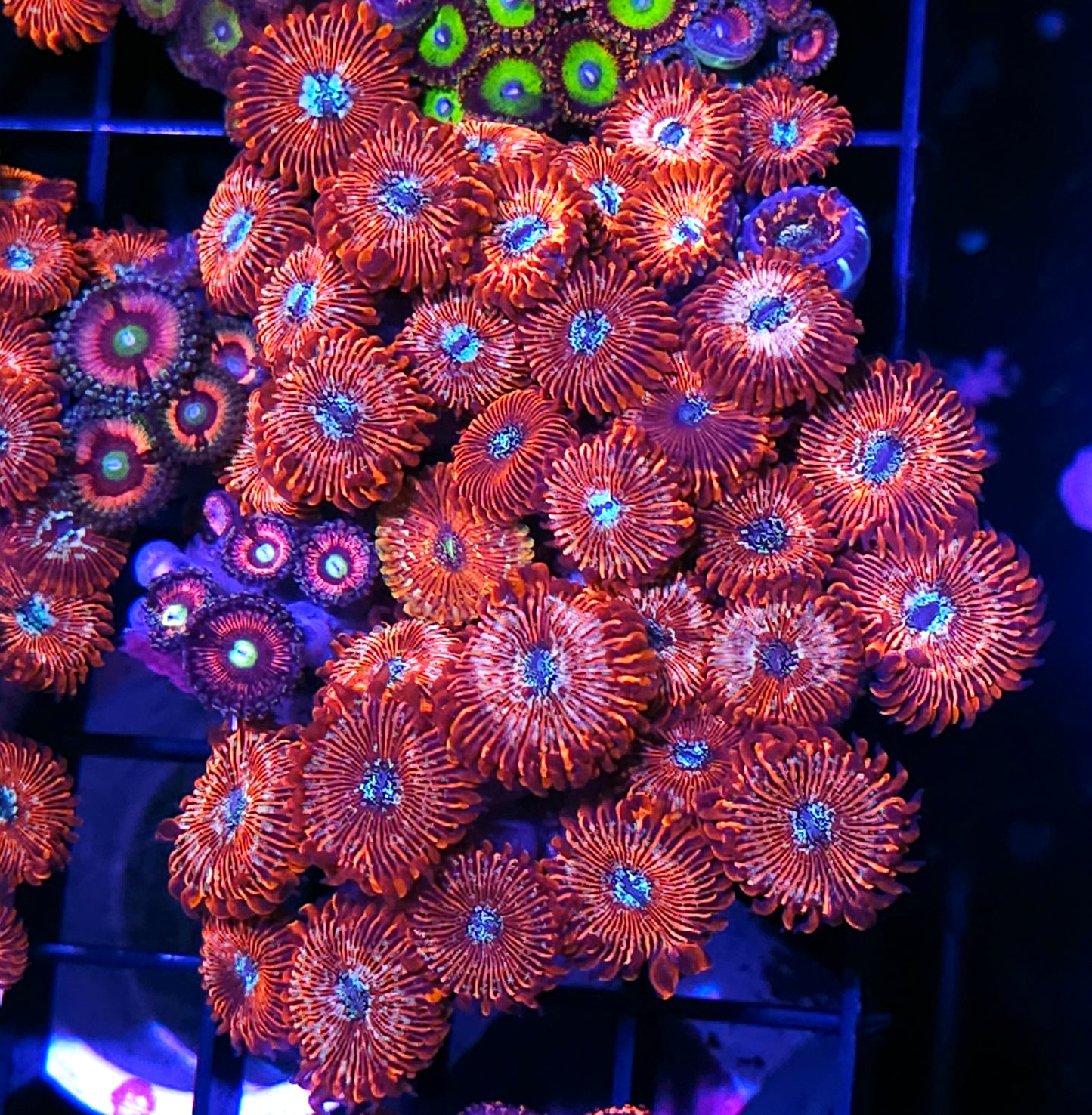 Holy Shit Mix Zoa Colony