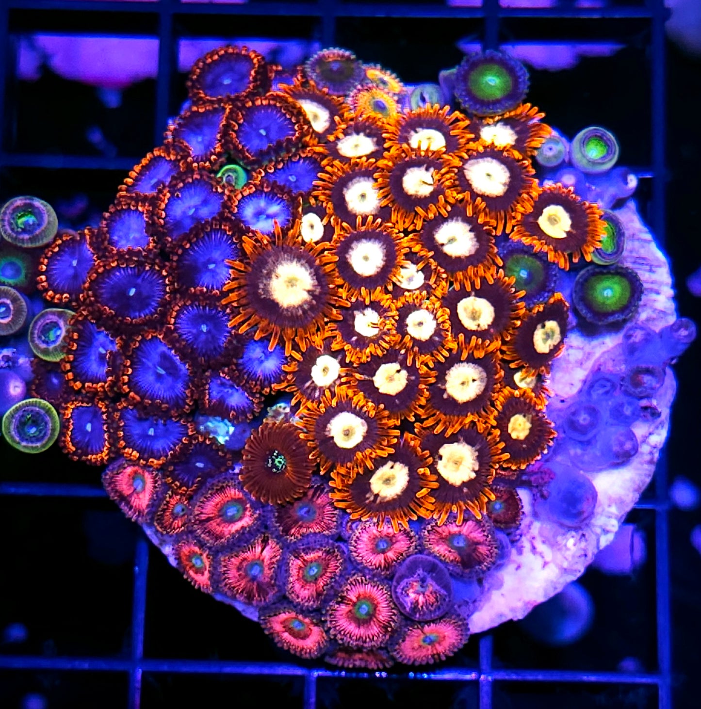 Holy Shit Mix Zoa Colony