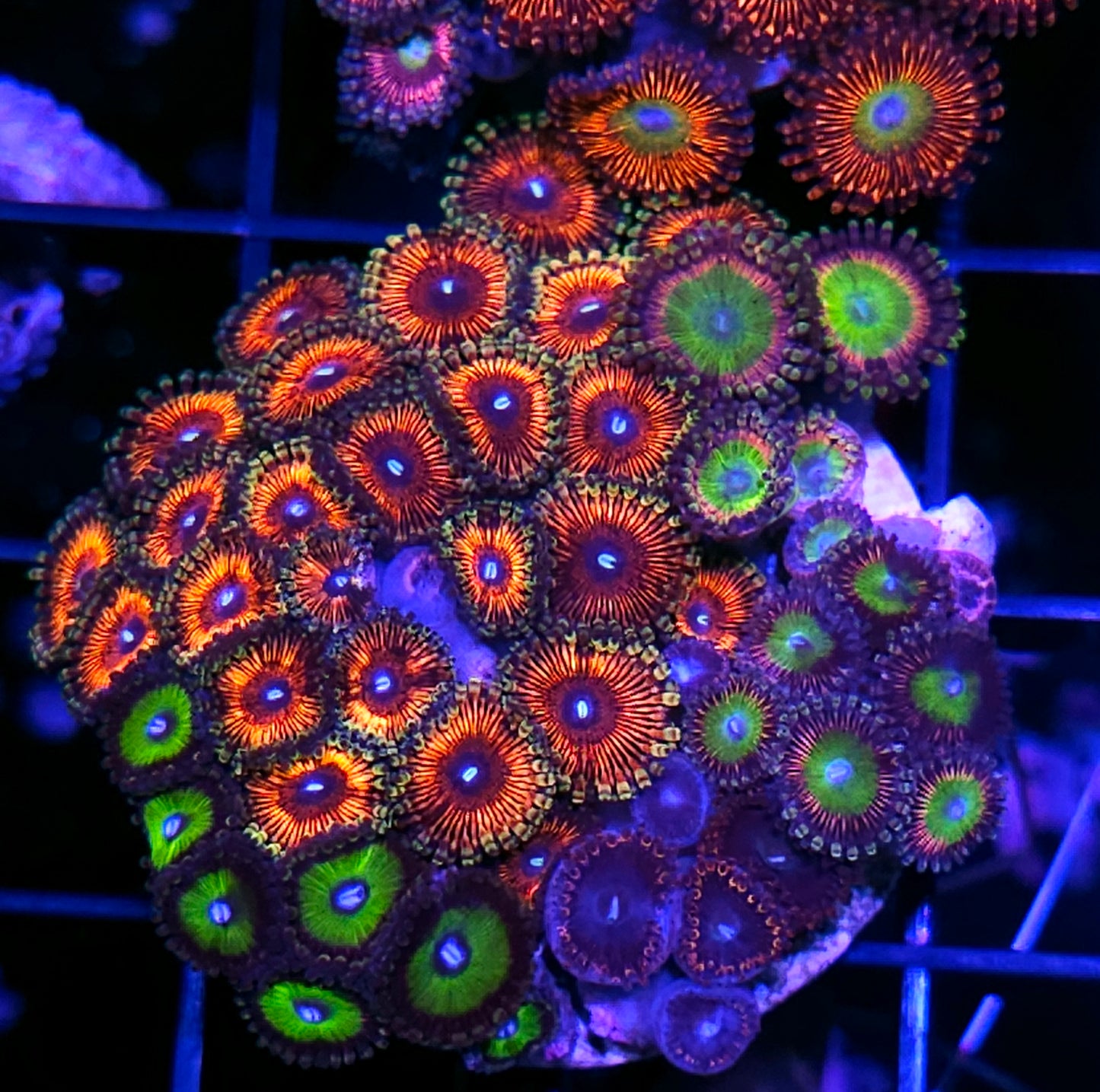 Holy Shit Mix Zoa Colony