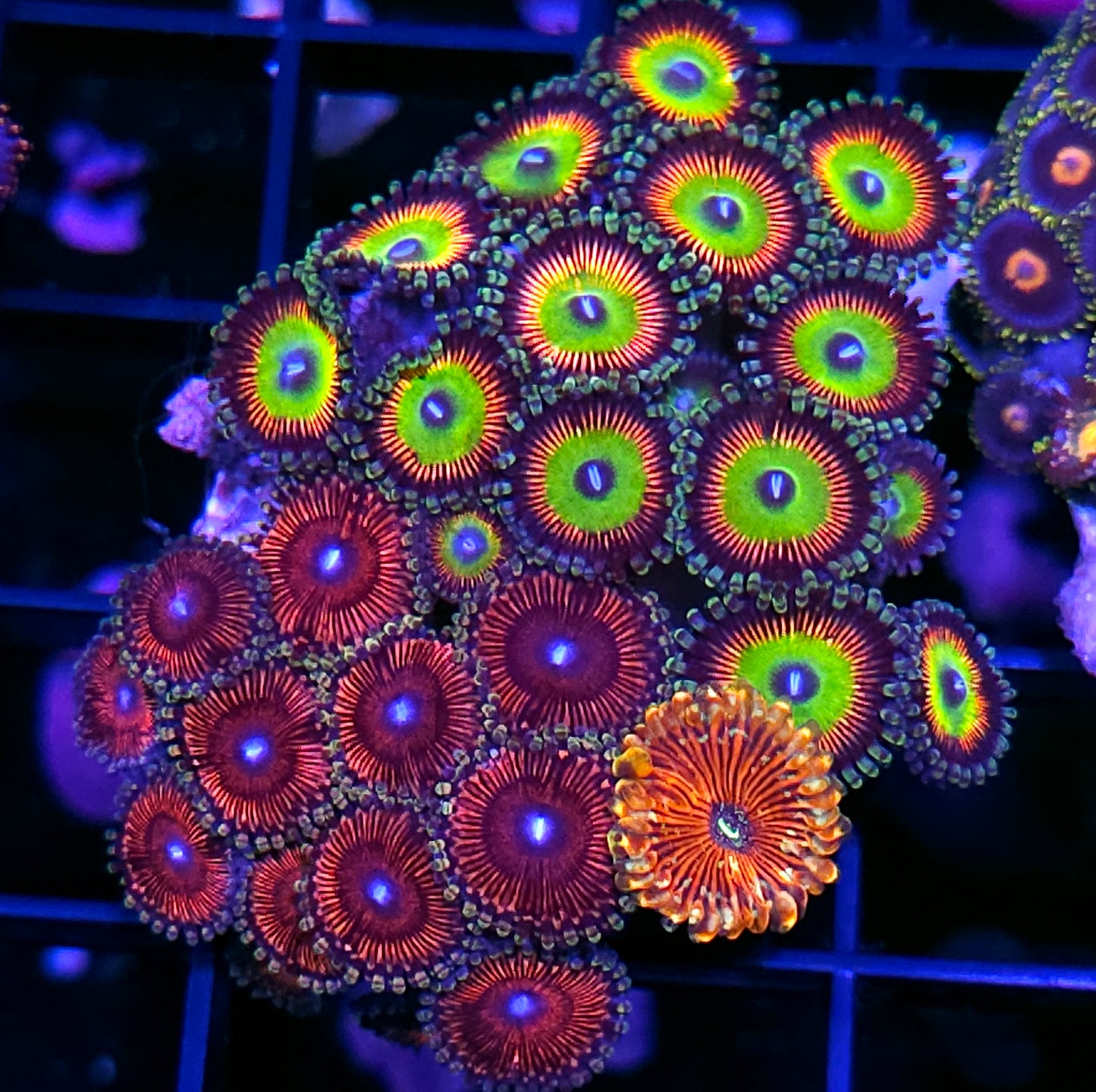 Holy Shit Mix Zoa Colony