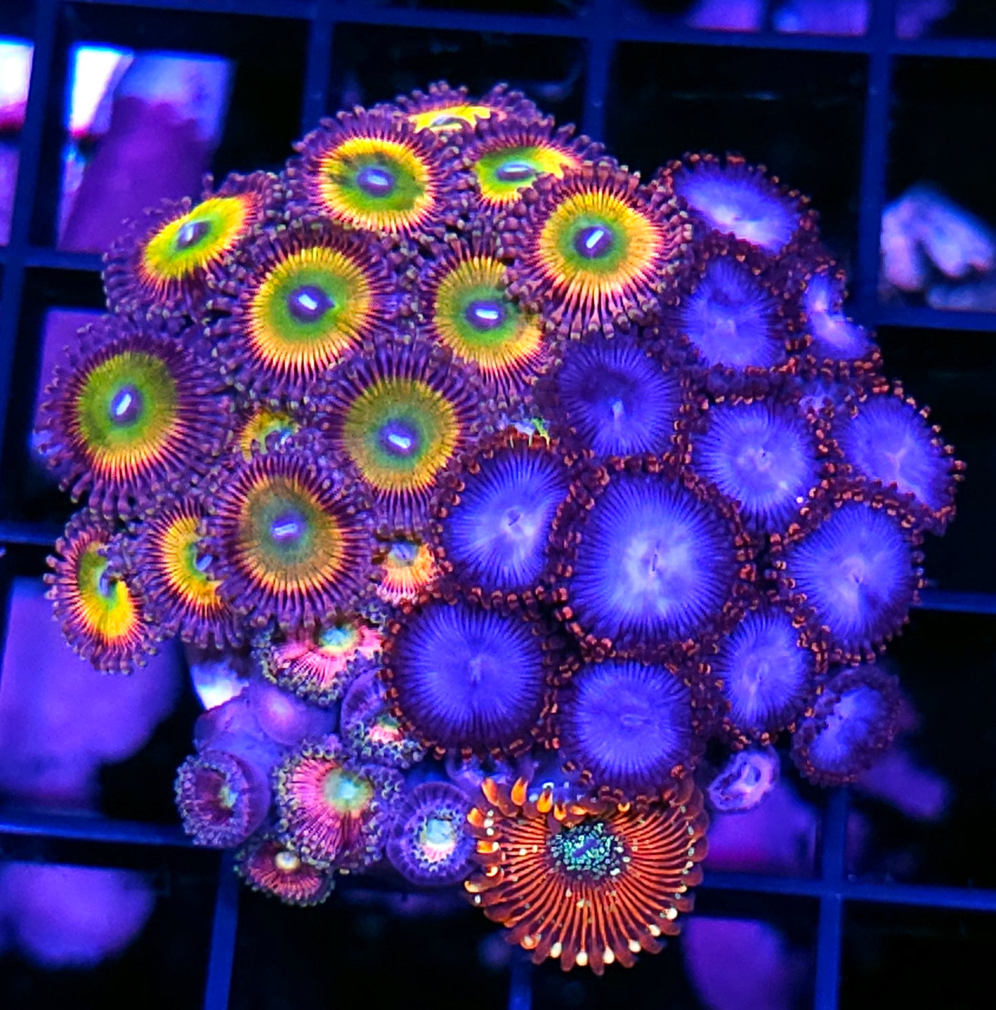 Holy Shit Mix Zoa Colony