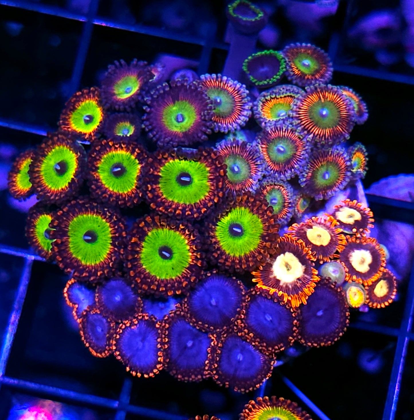 Holy Shit Mix Zoa Colony