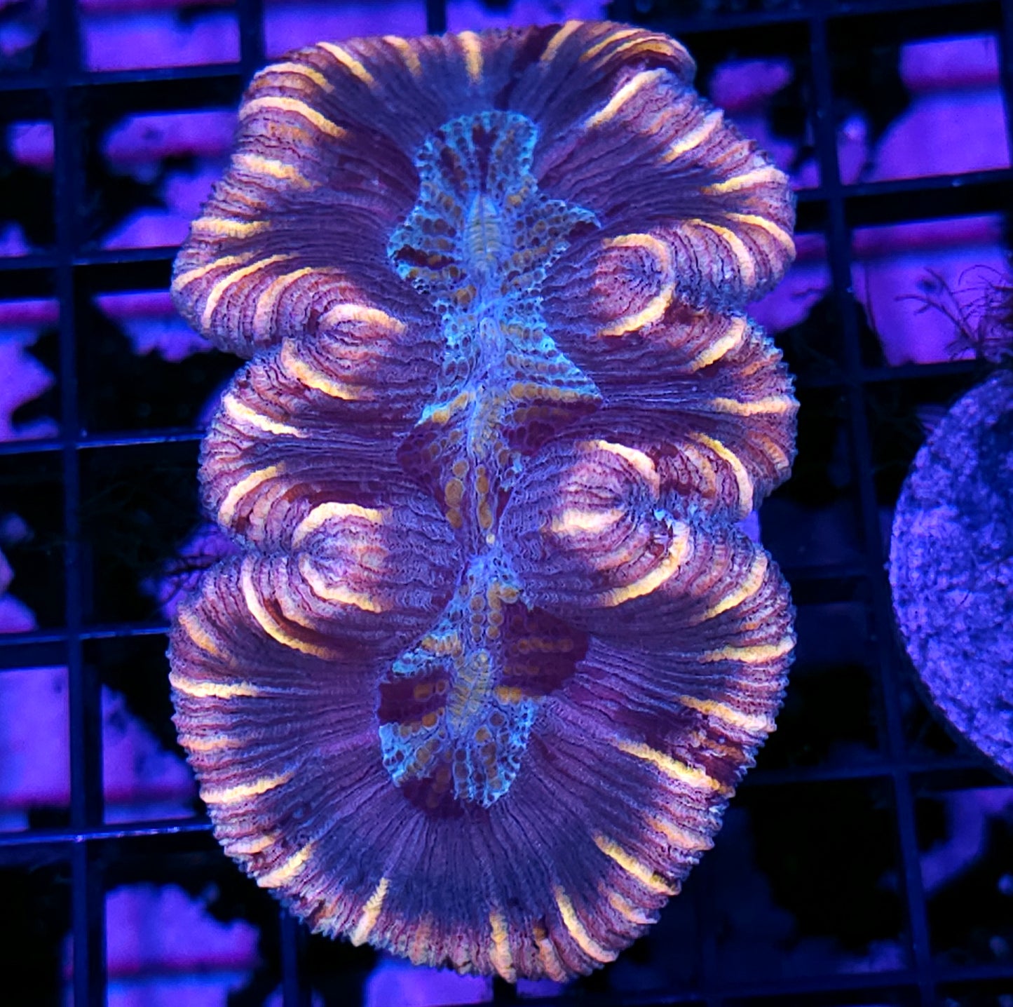 Insane Trachyphyllia