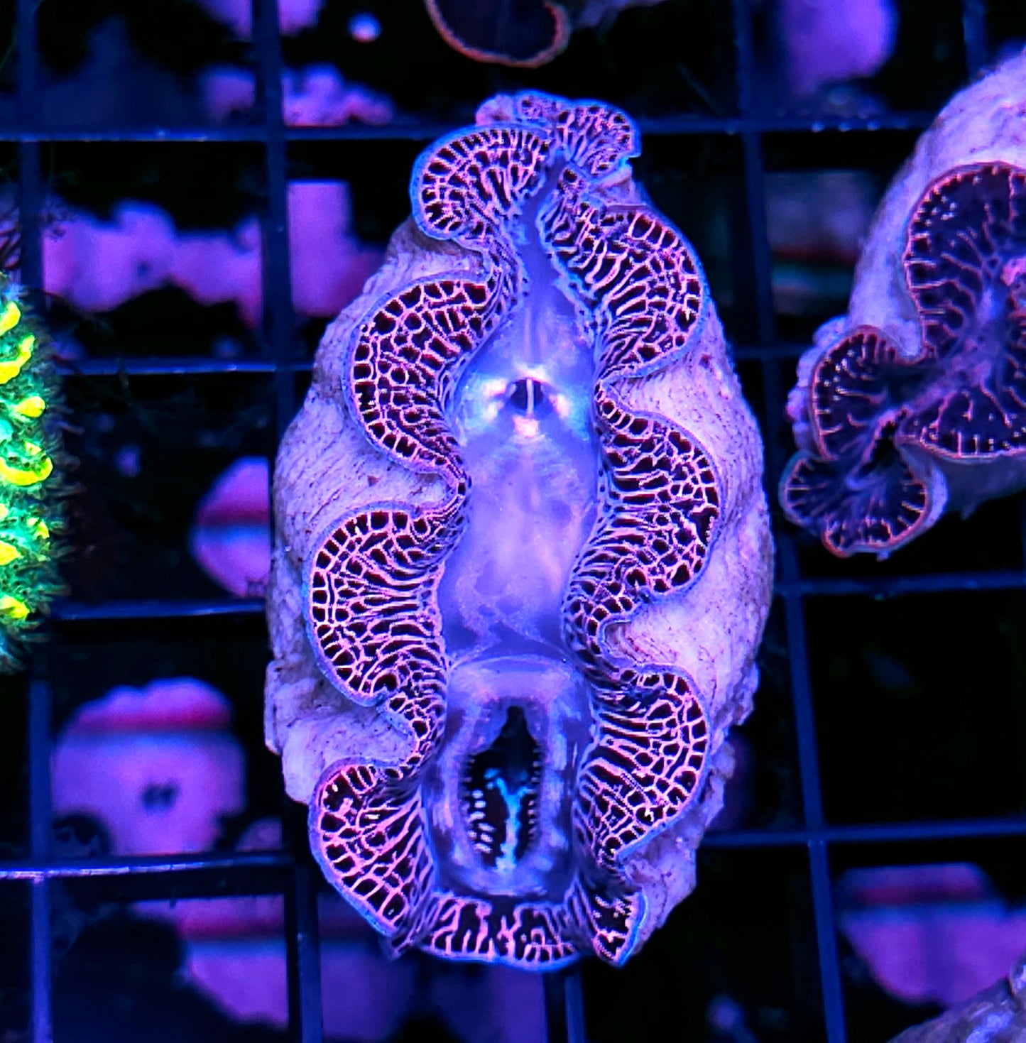 Epic Maxima Clam