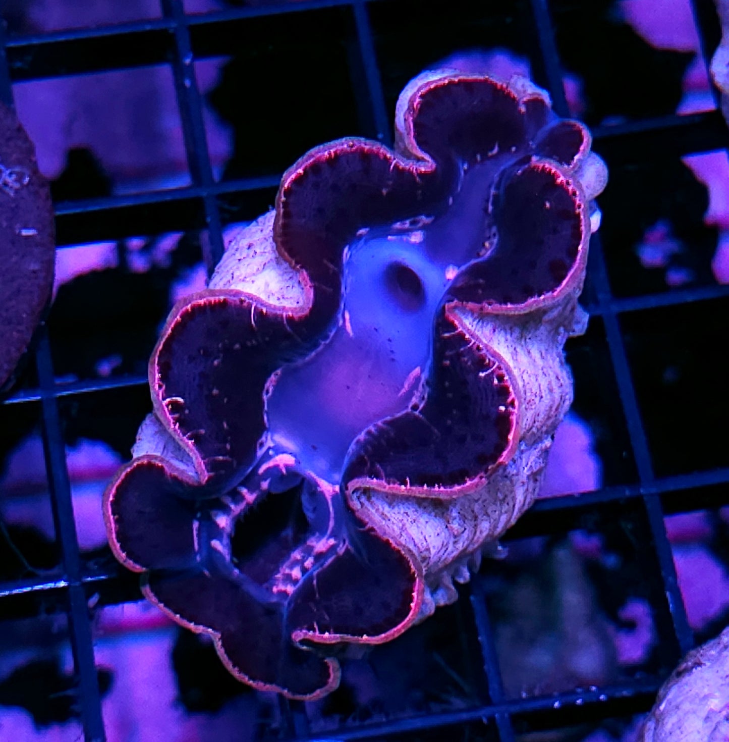 Epic Maxima Clam