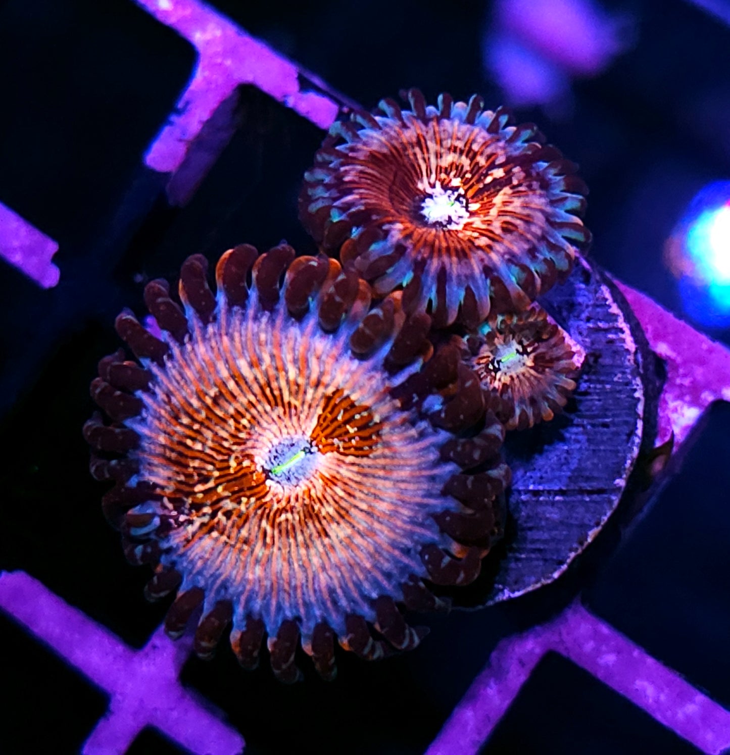 Seduction Zoas HUGE POLYPS