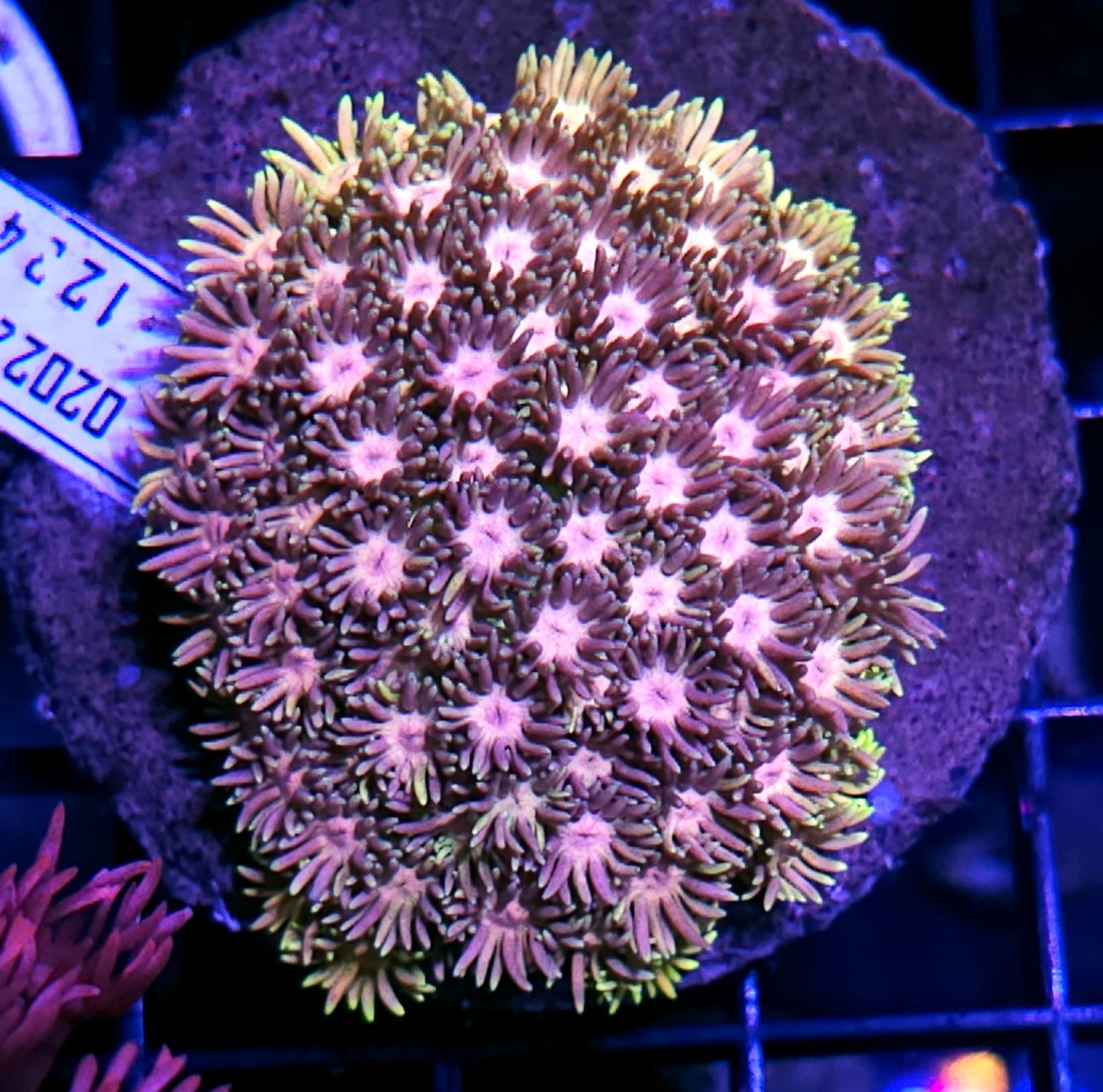 Porn Star Goniopora Colony