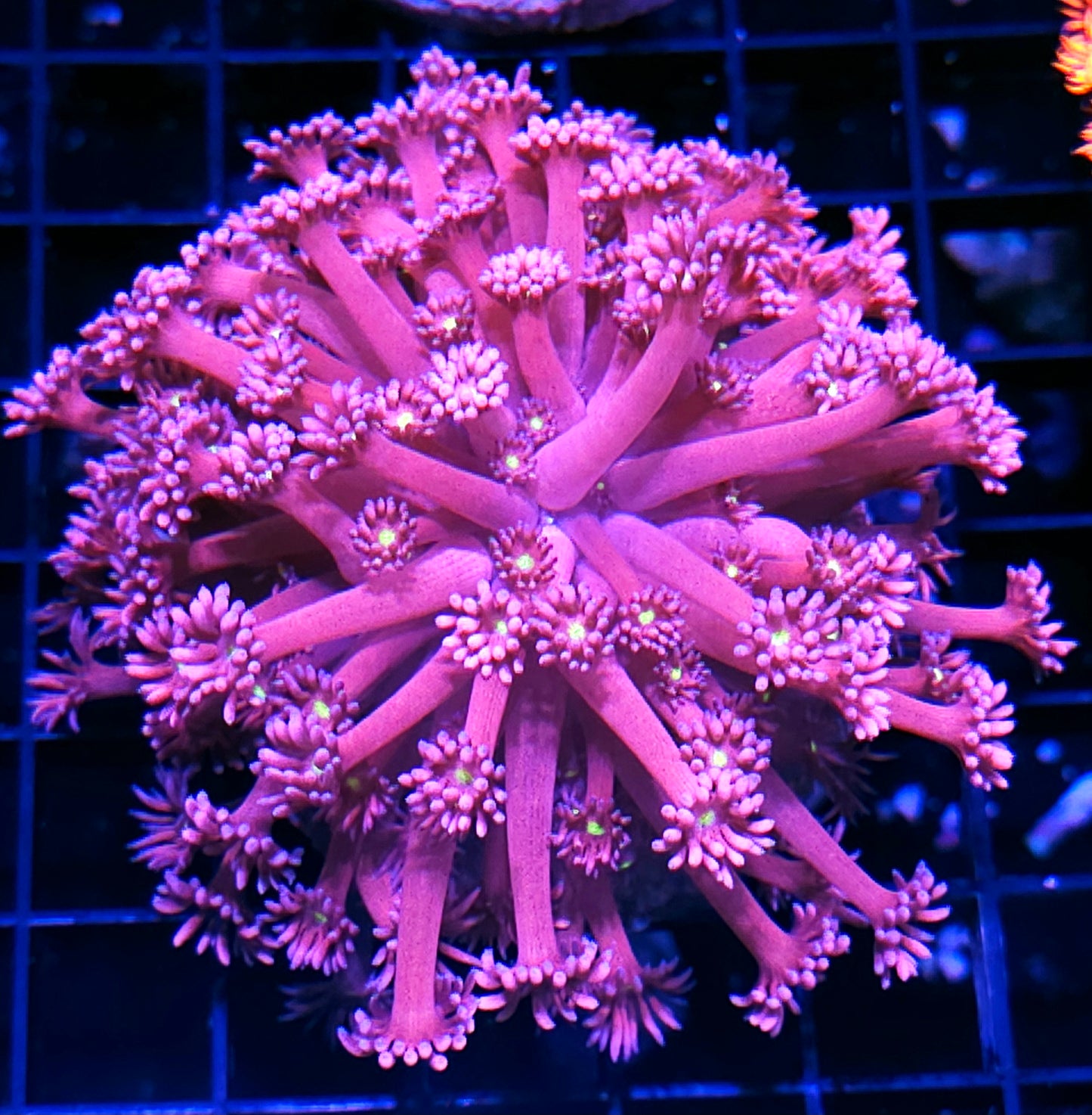 Star Eyes Goniopora Colony