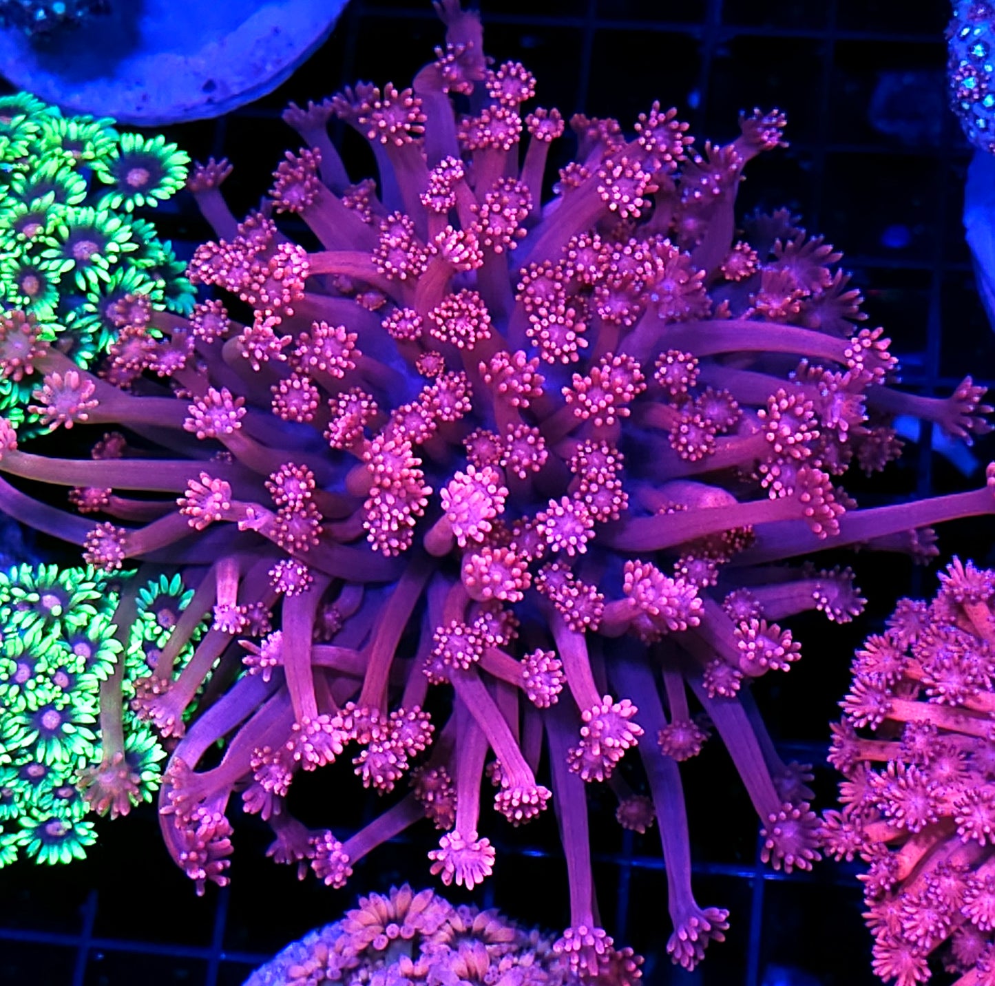 Malibu Magenta Goniopora Colony