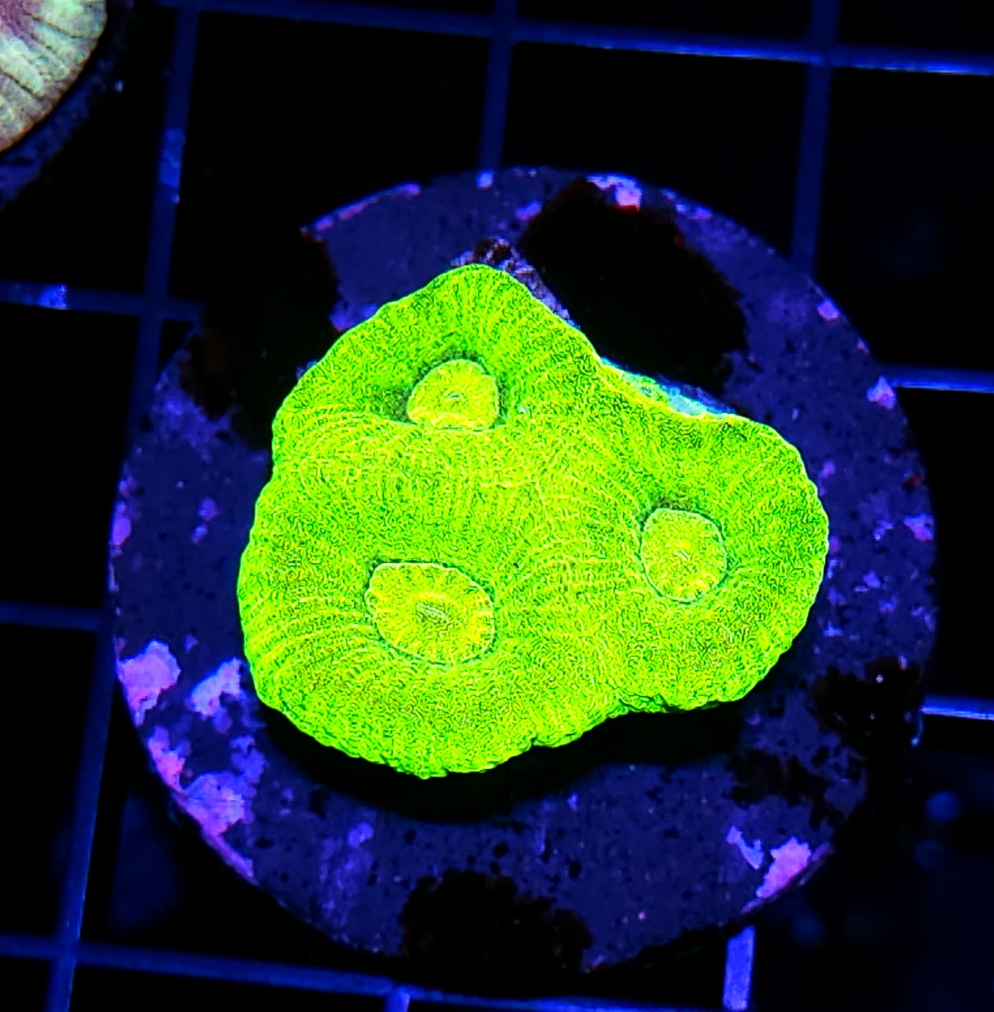 Koopi Kochi Goniastrea