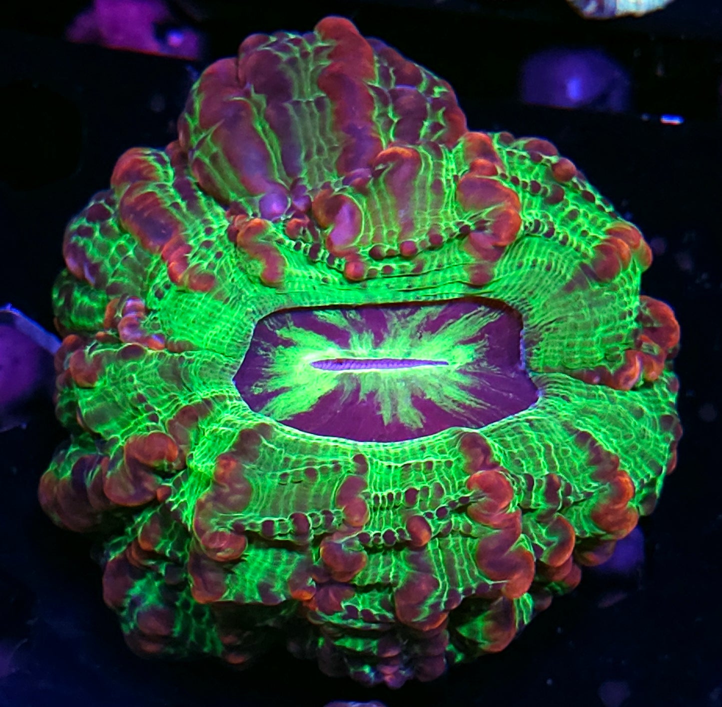 Demon Eye Indophyllia