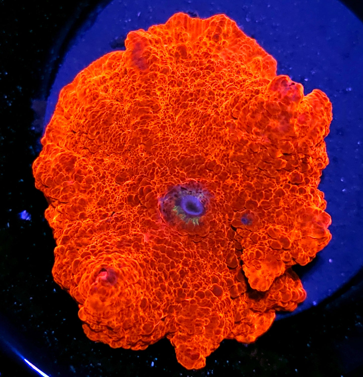 HF Hellfire Mushroom 1st Release