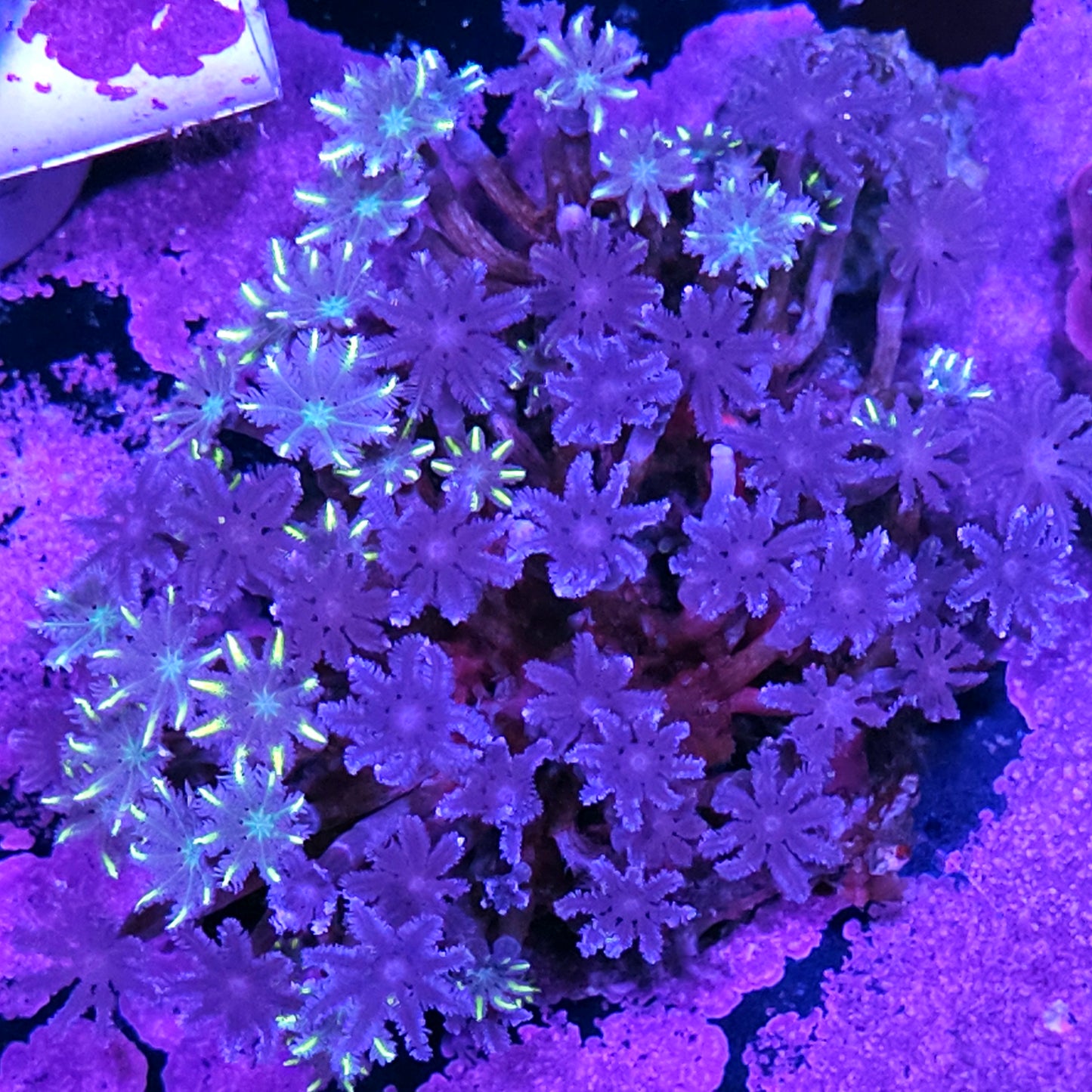 Purple Graft Cloves Colony