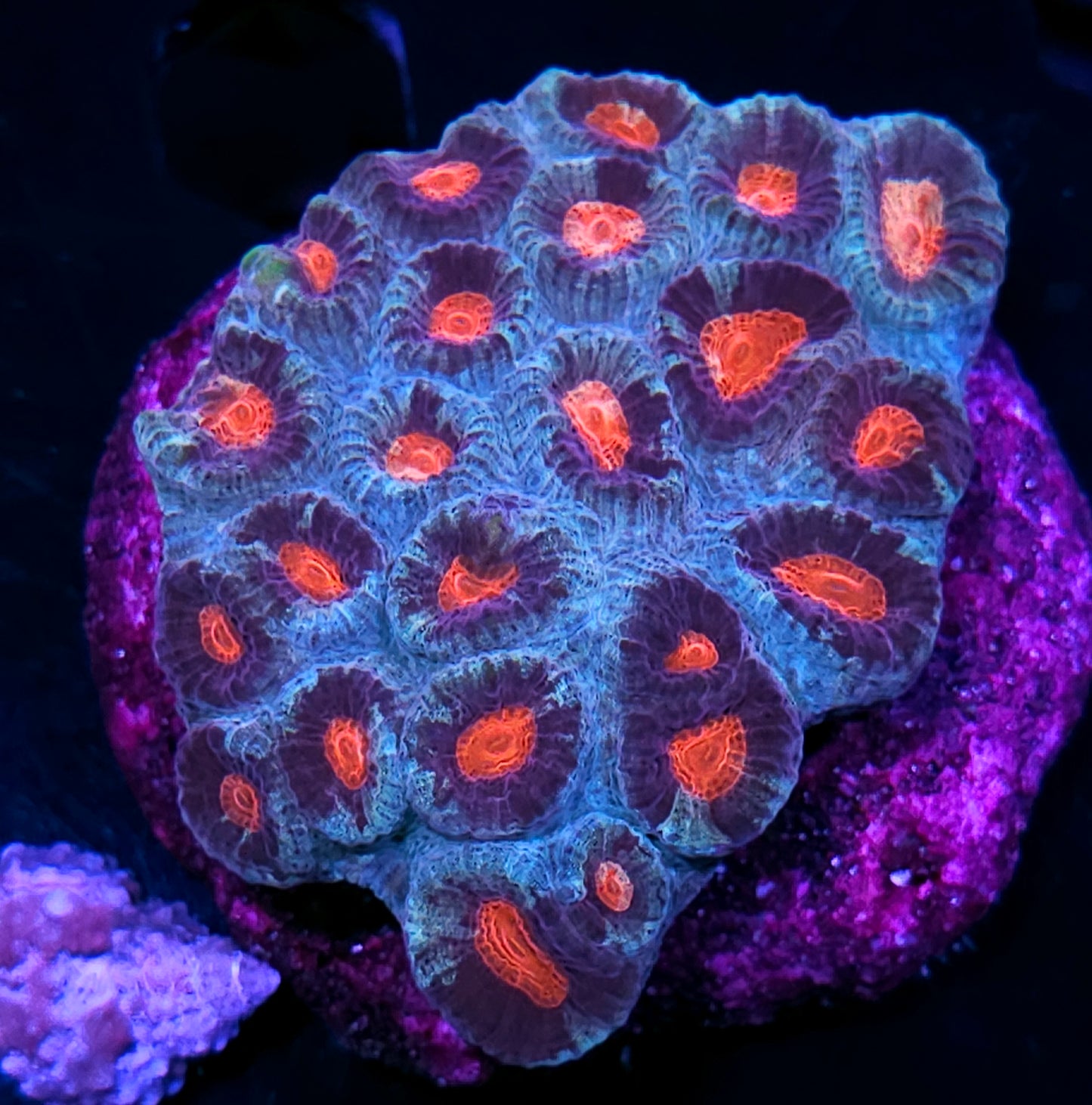 4" Evil Intent π Favia Colony