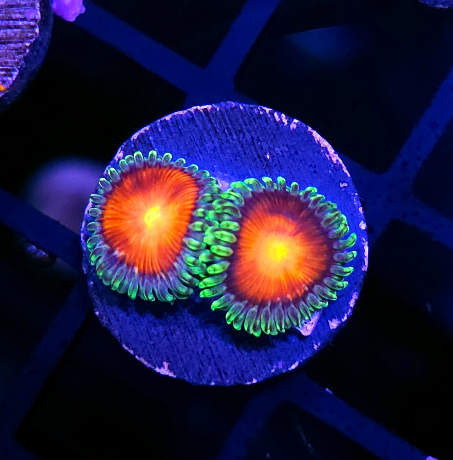 ECC Burn Willow Zoas