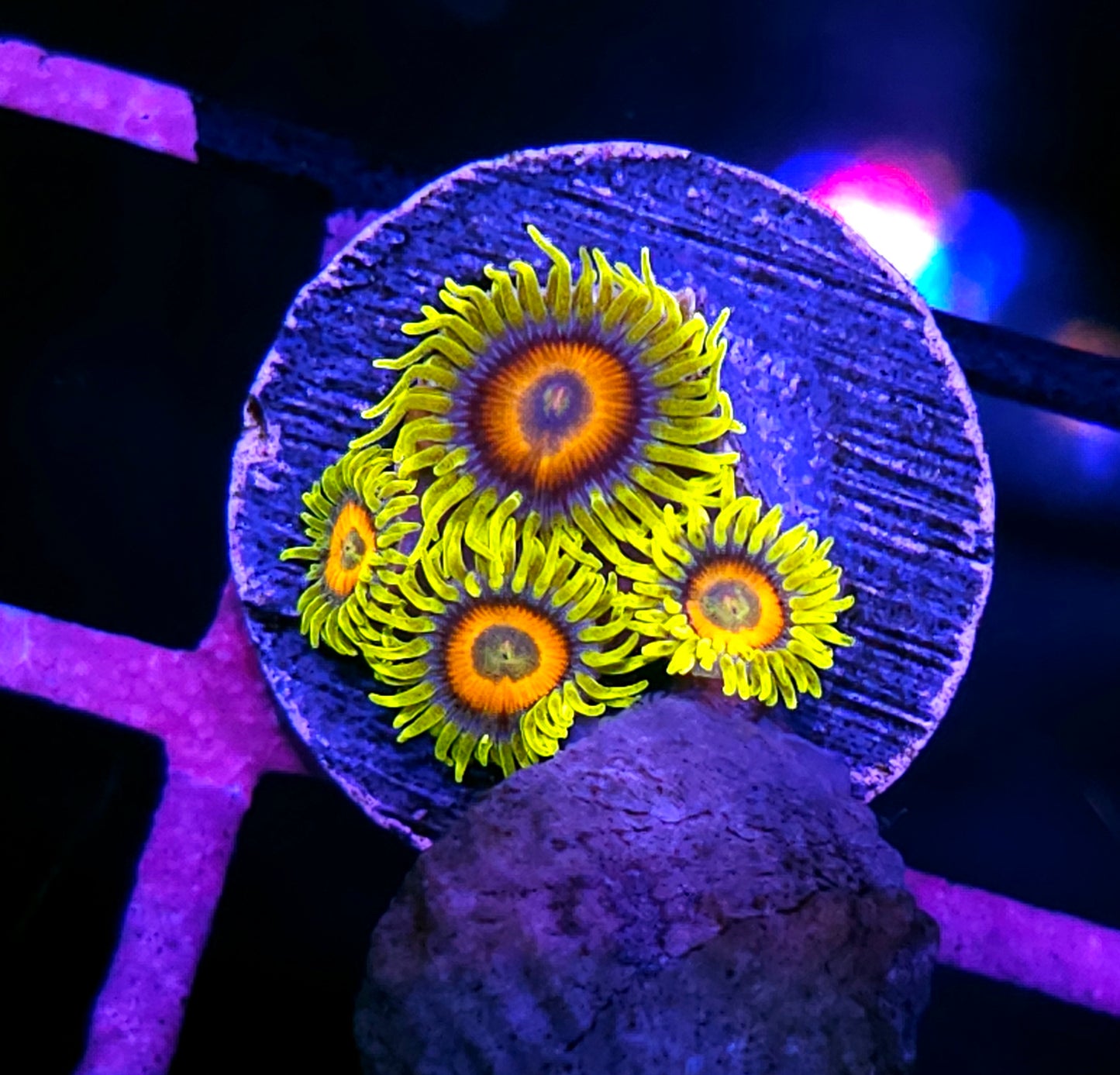 HF OG Eagle Eye Zoas