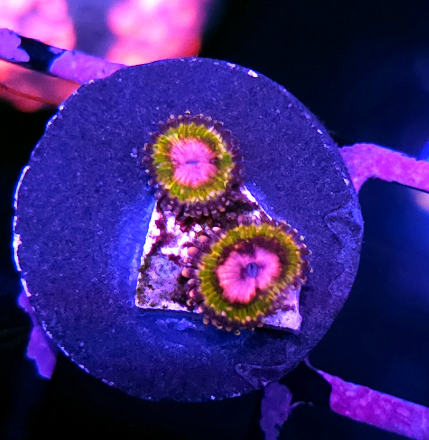 HF Speckled Krak Zoas