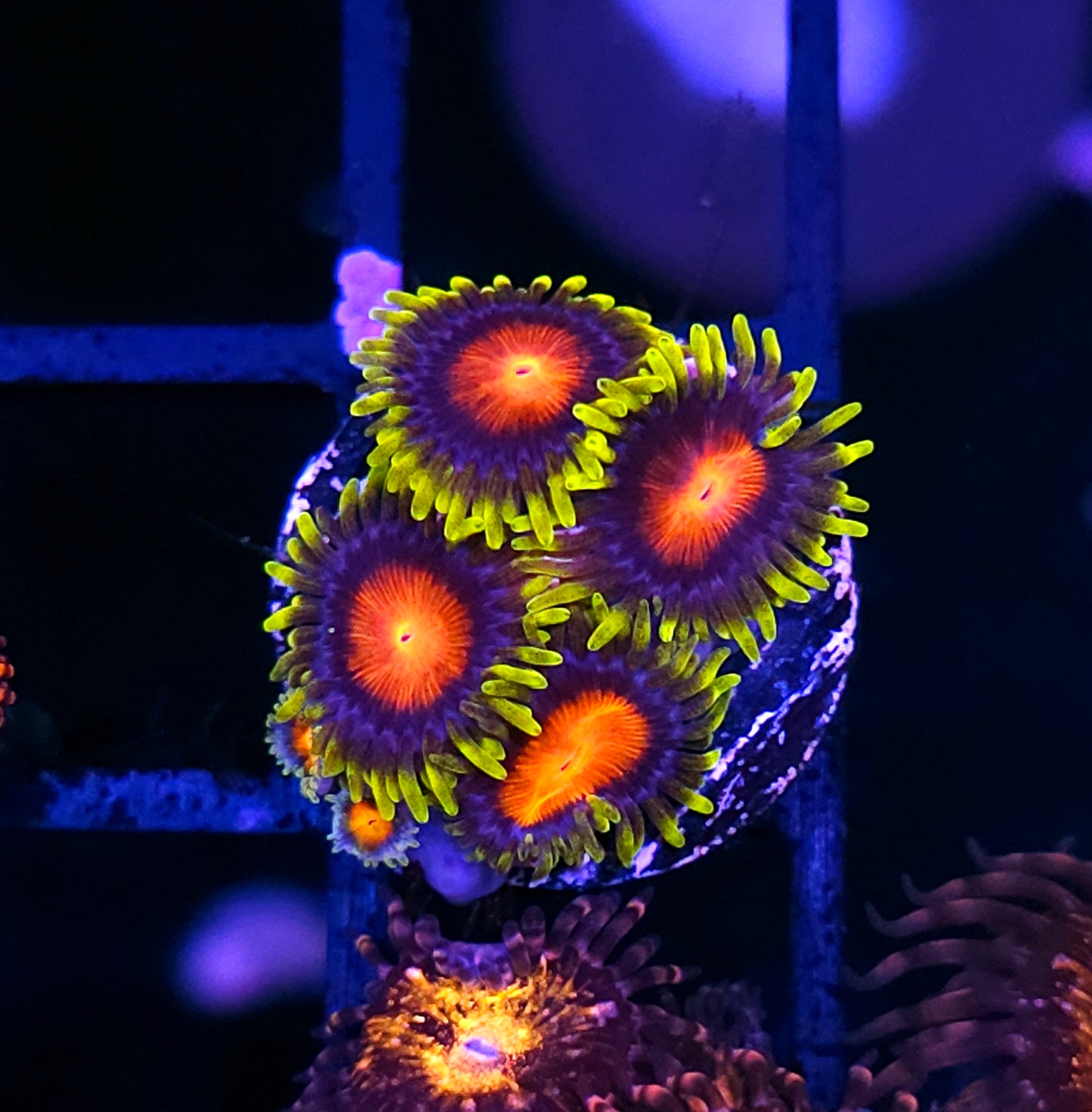 HF Van Helsing Zoas