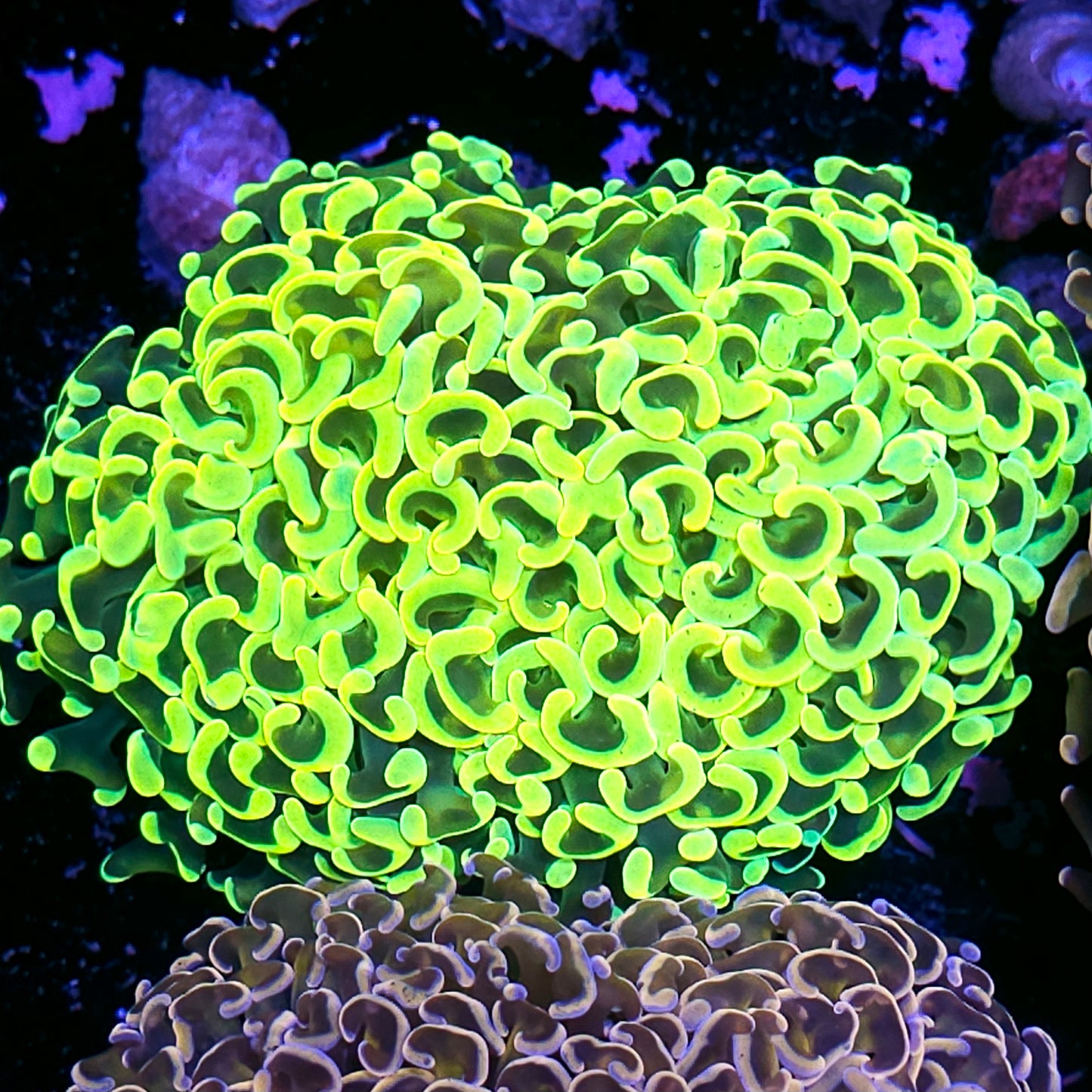 Insane Grail Wall Hammer
