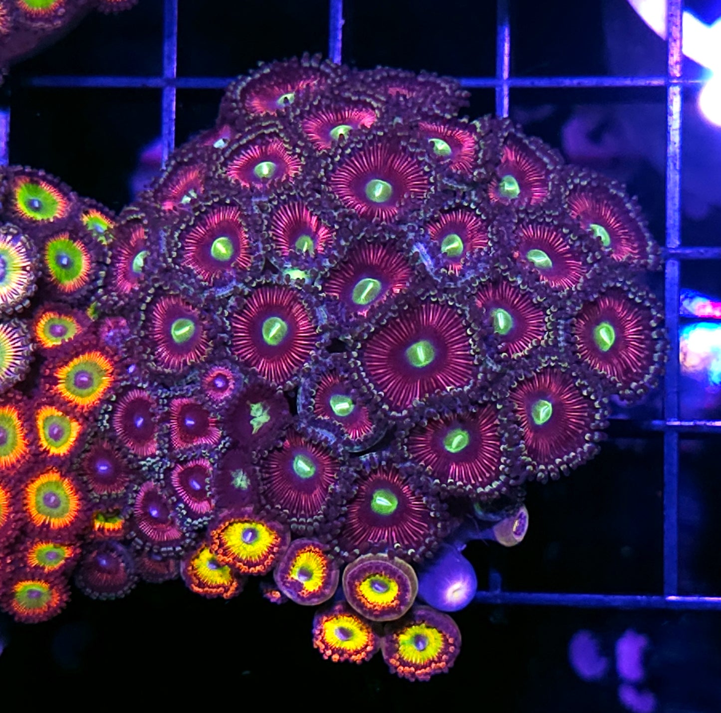 Cats Eye Mix Zoa Colony