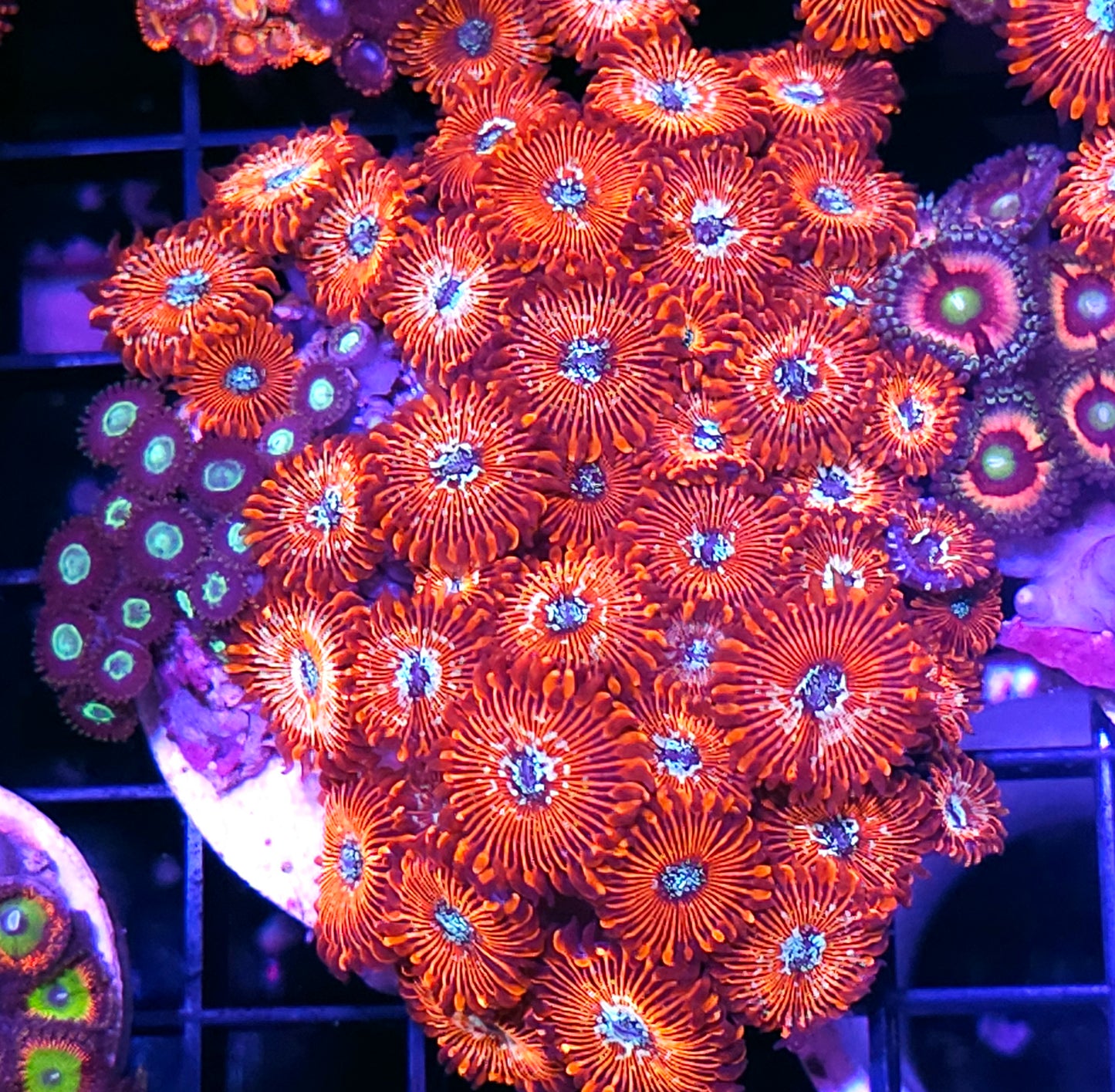 White Zombie Ganja Star Mix Zoas Colony